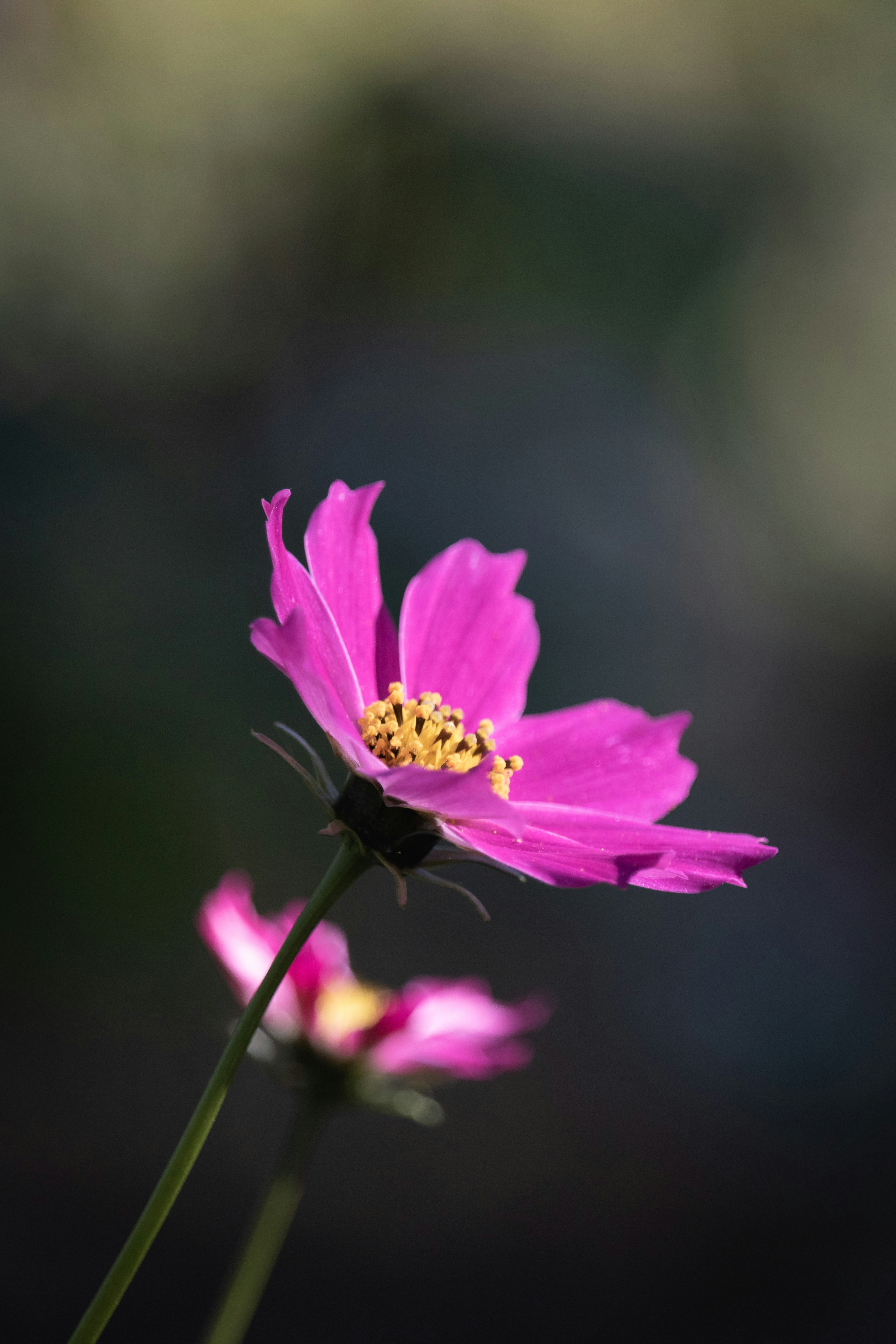 Photo by angelbalashev