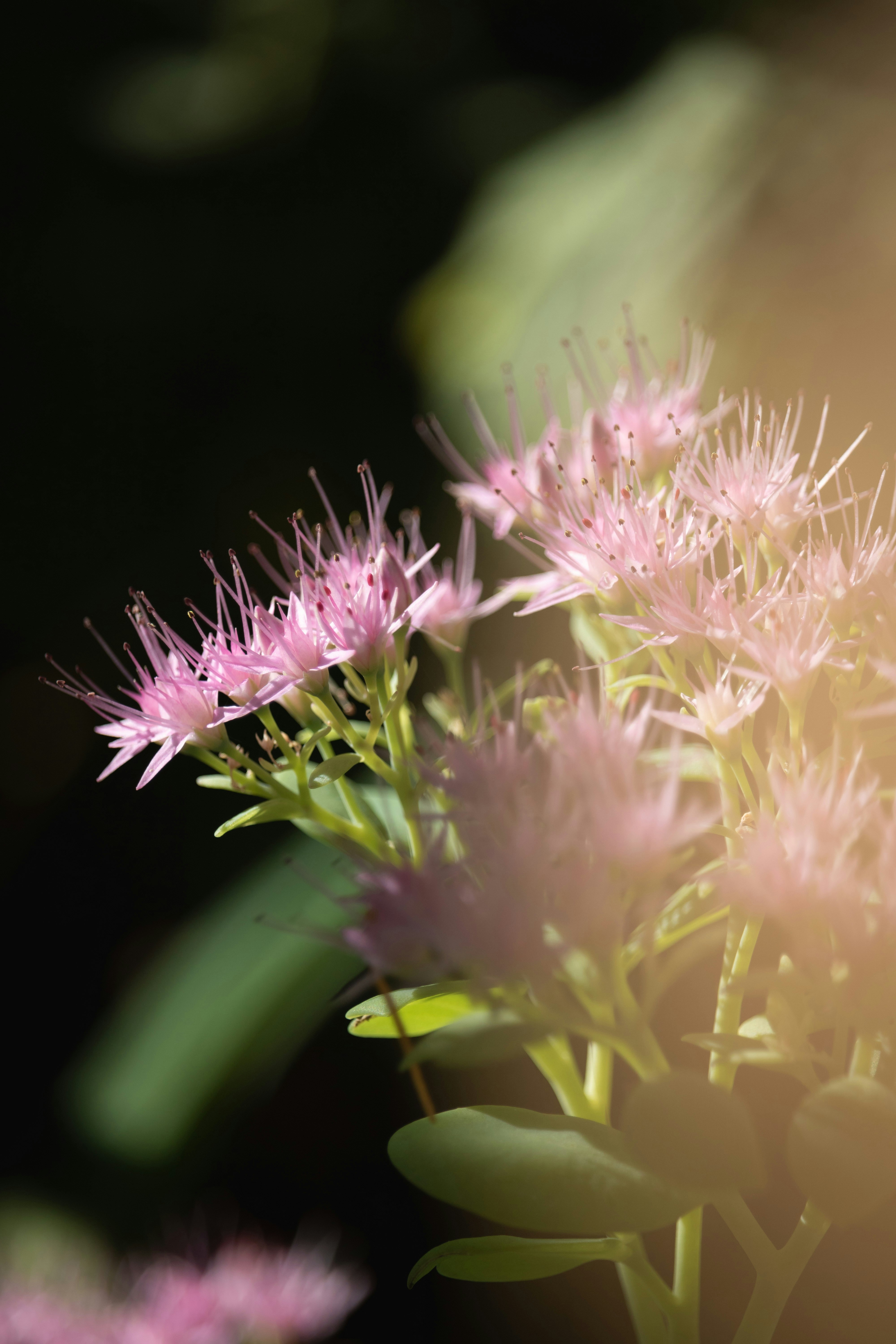 Photo by angelbalashev