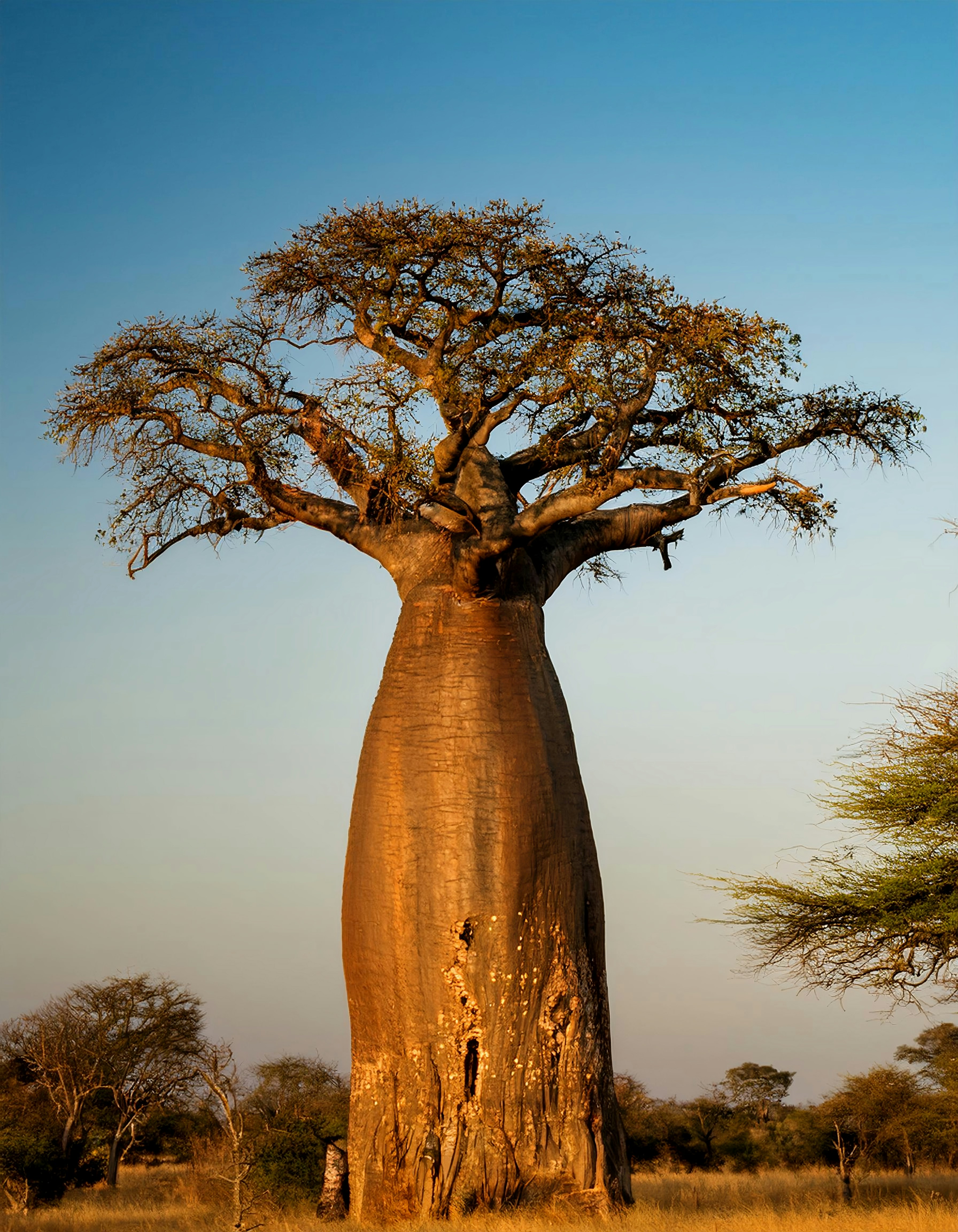 A large bao tree in the middle of a field