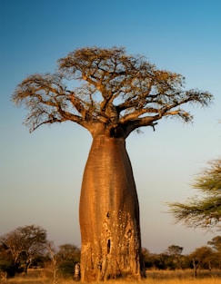 A large bao tree in the middle of a field