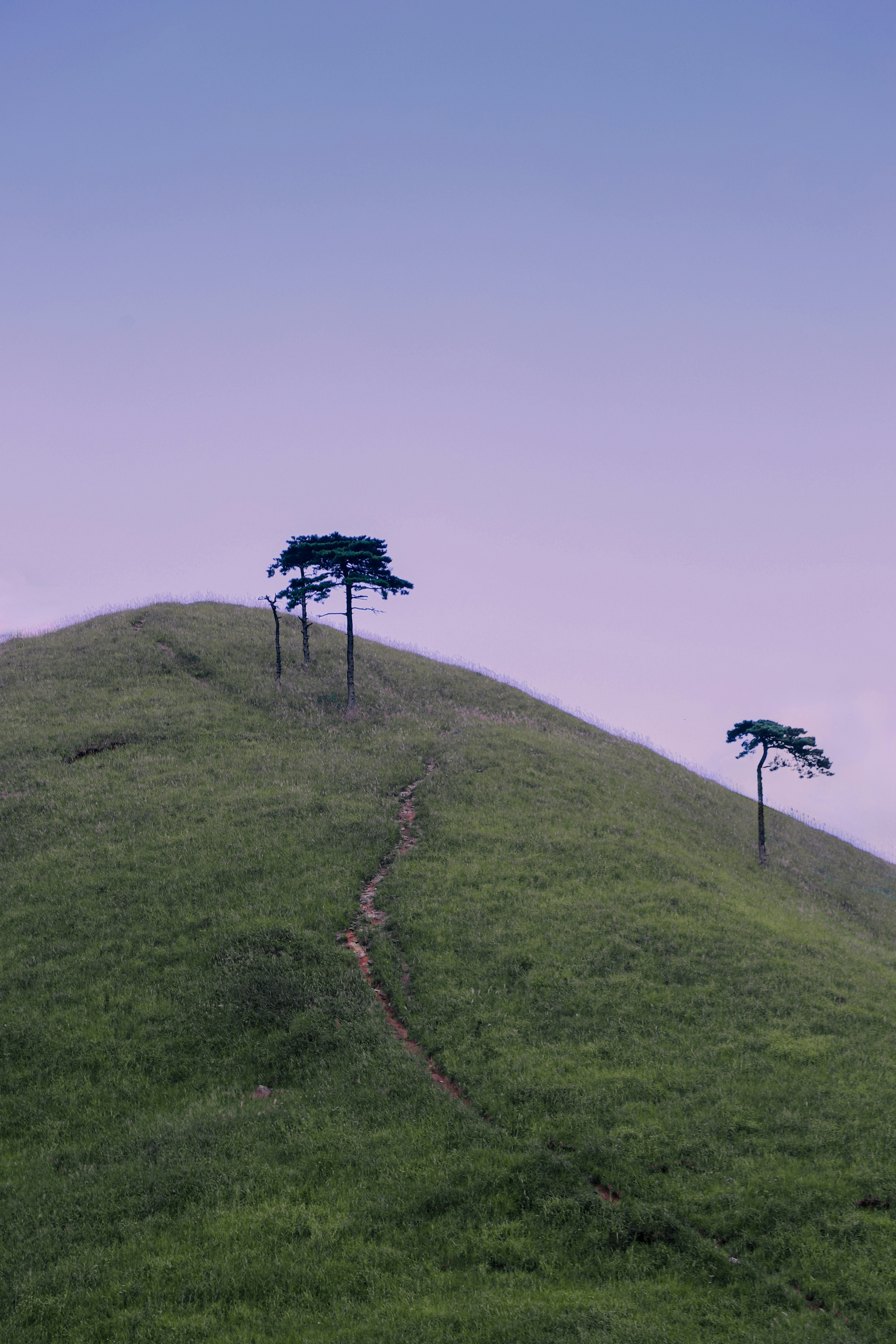 A grassy hill with trees on top of it