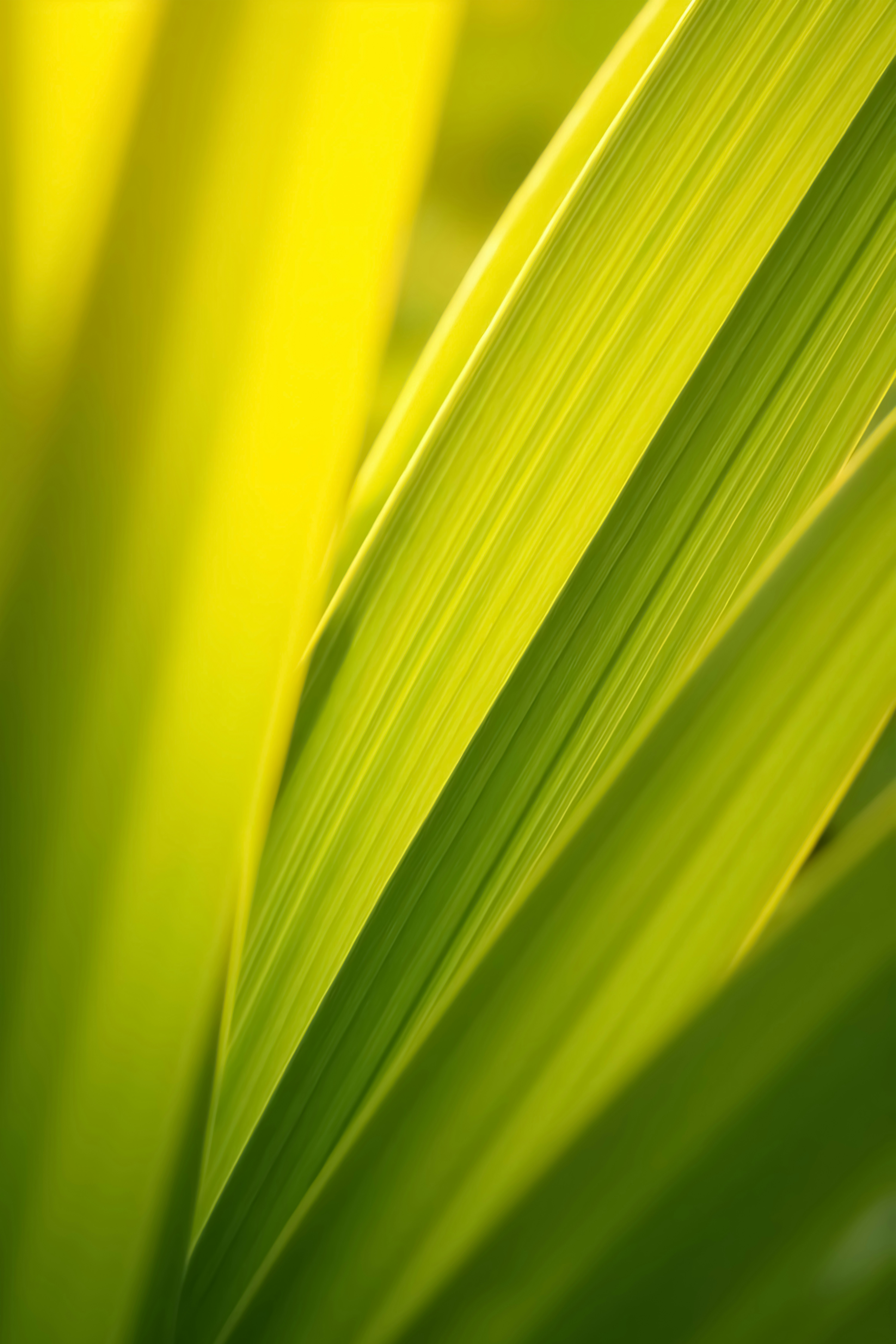 A close up view of a green leaf