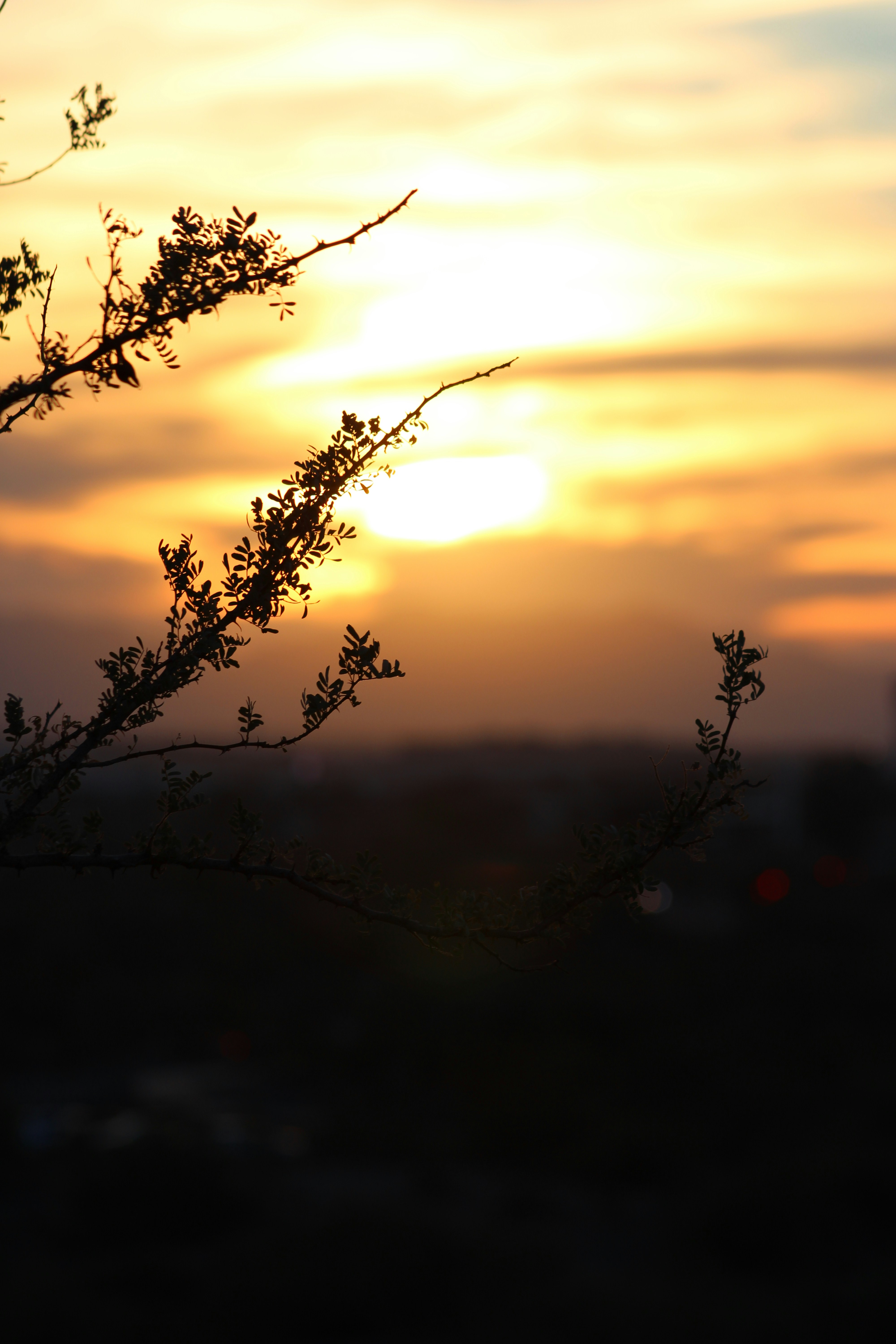 The sun is setting behind a tree branch