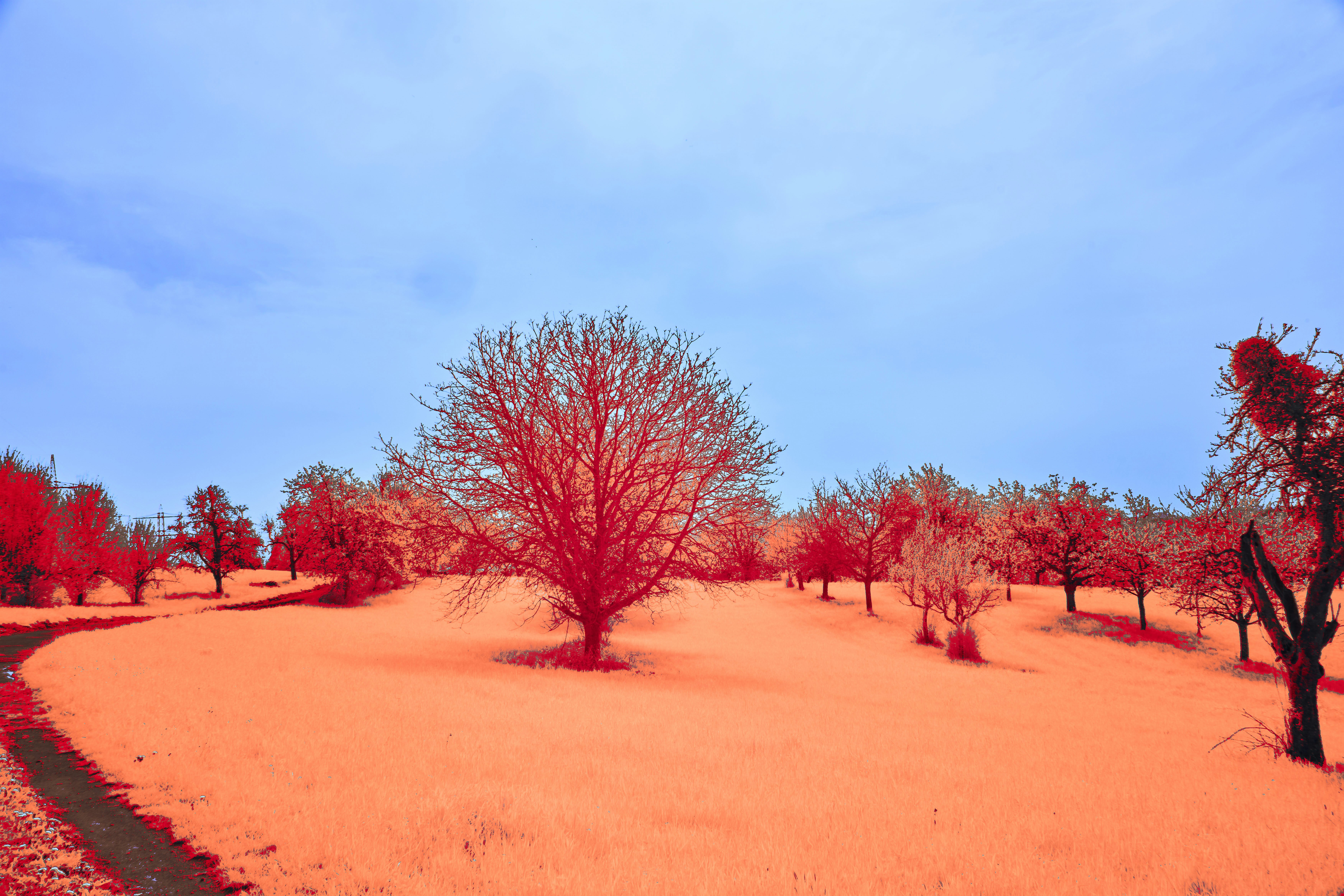 Photo by wolfgang_hasselmann