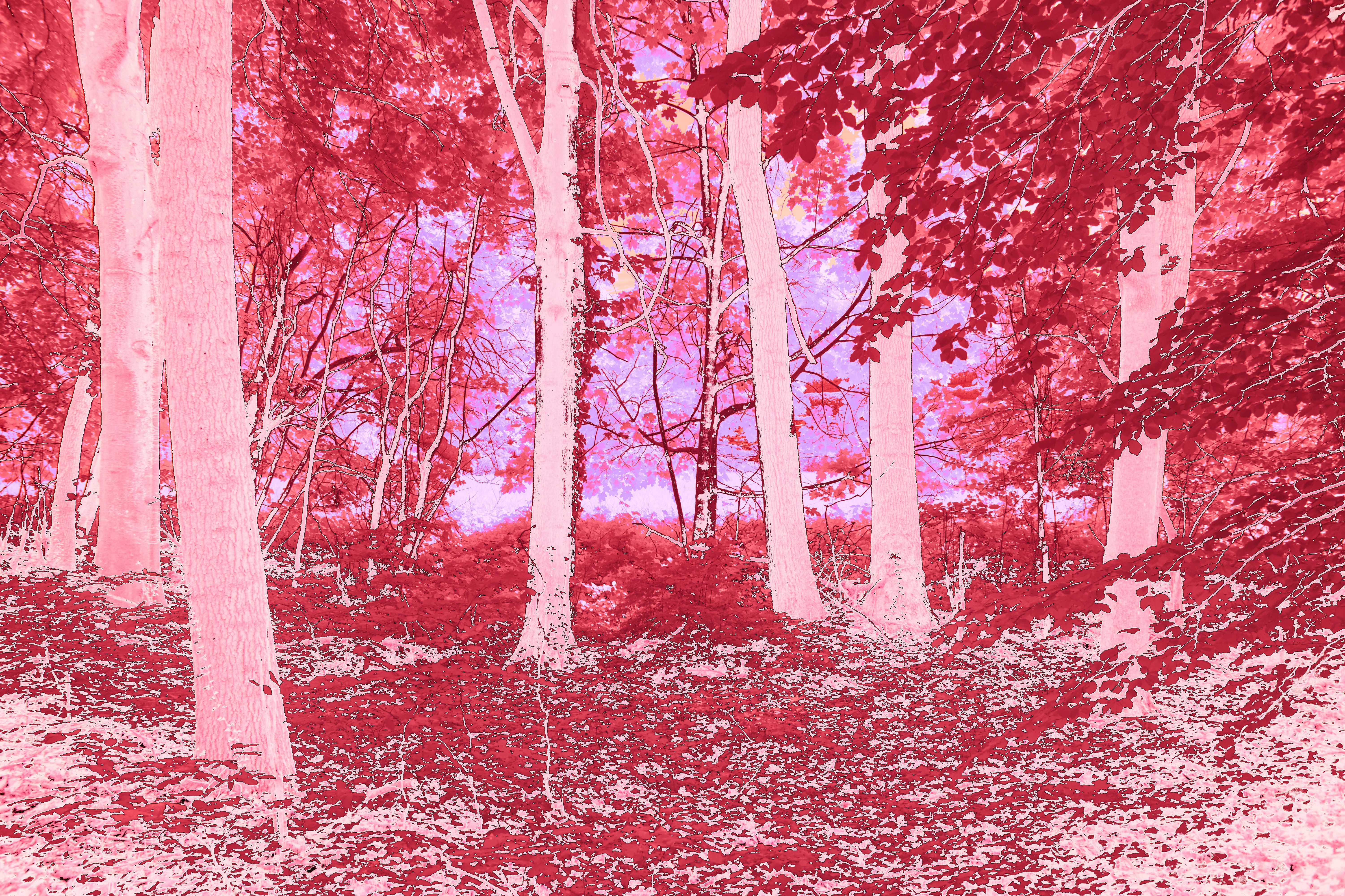 Photo by wolfgang_hasselmann