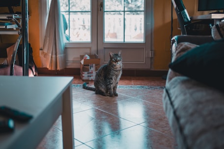A cat sitting on the floor in a living room