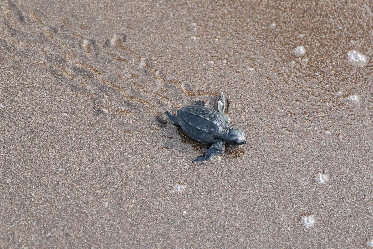 Family at sea turtle nesting beach Riviera Maya