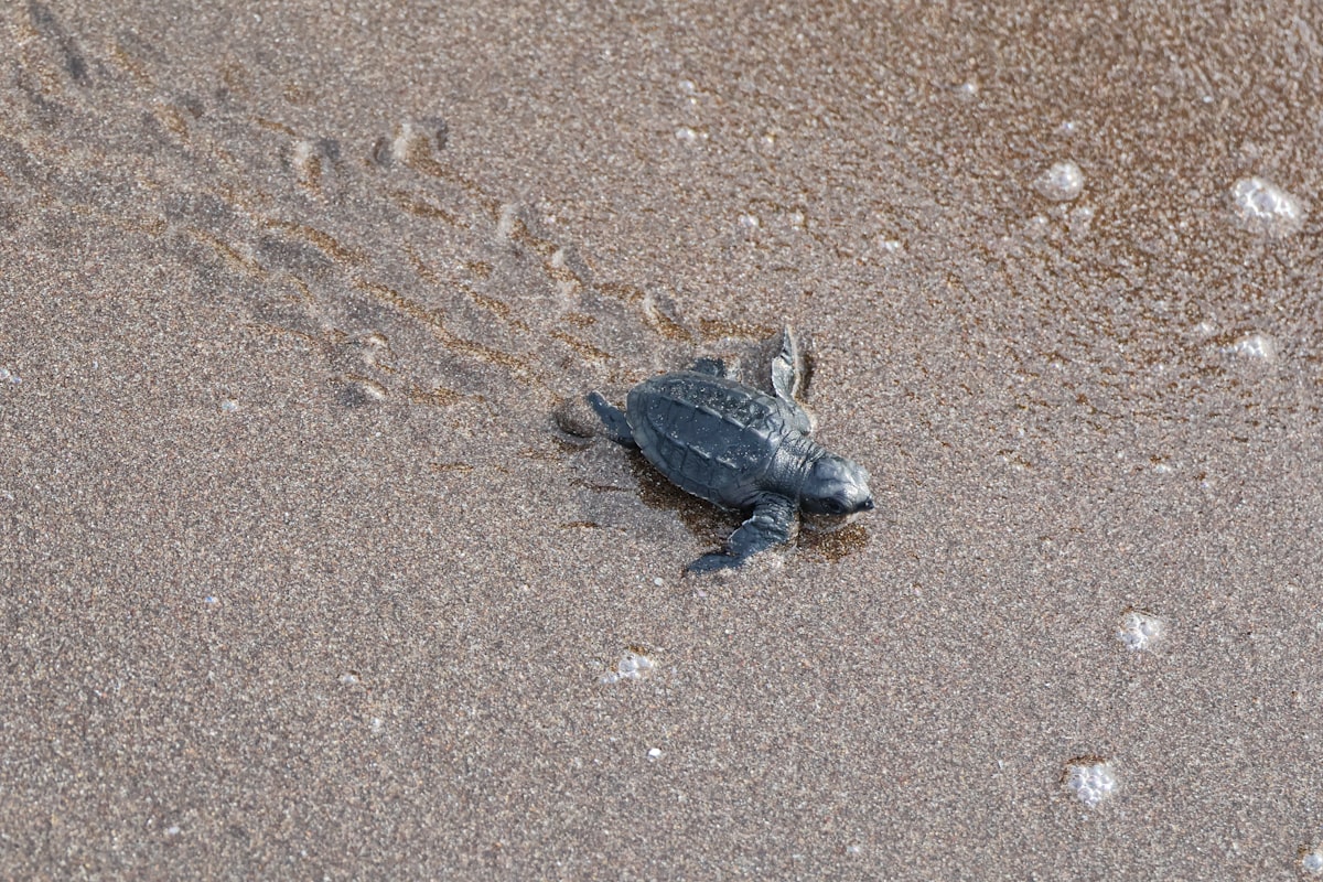 Newborn sea turtle walking toward the sea