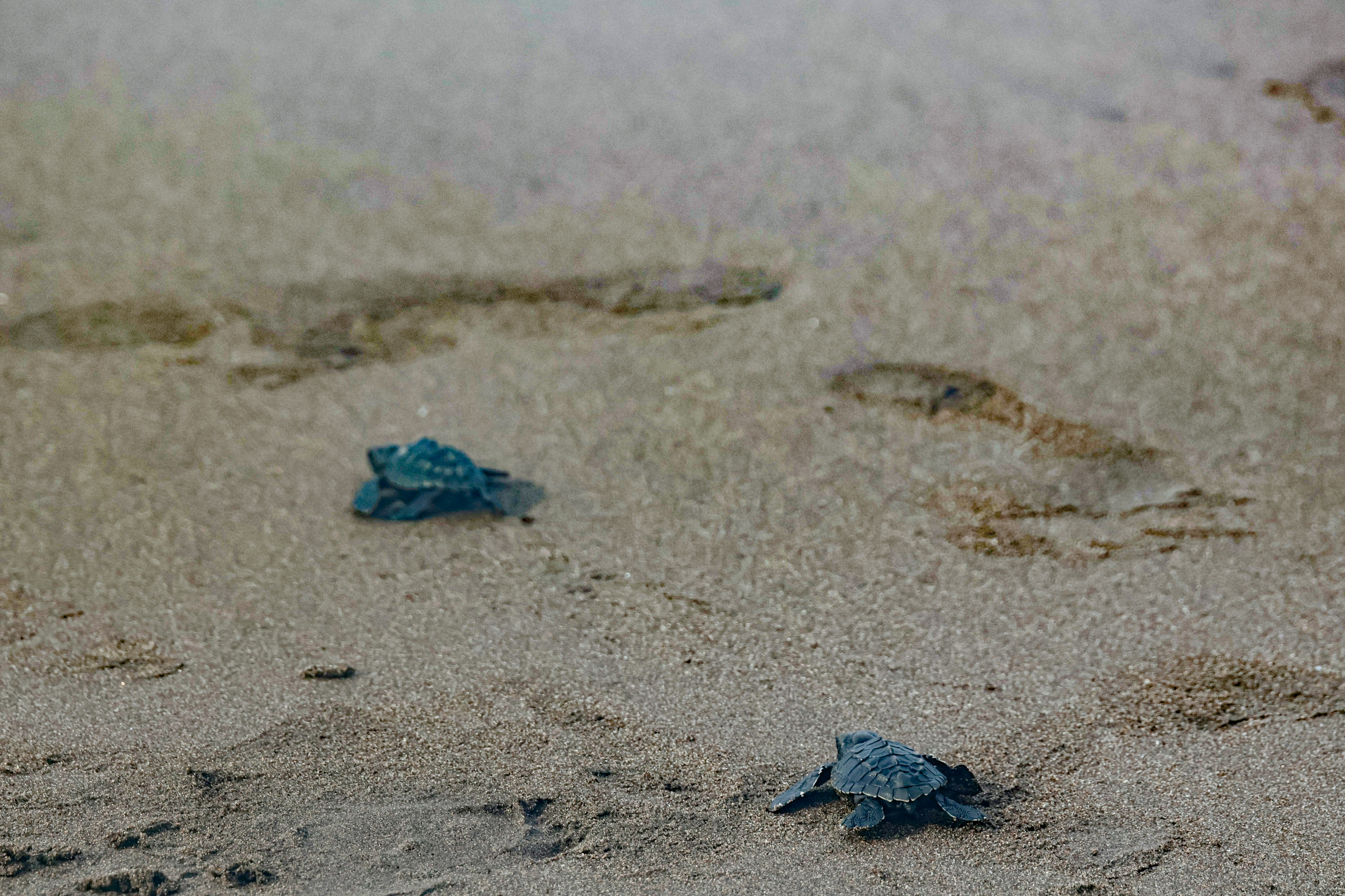 A couple of small blue turtles sitting on top of a sandy beach, Baby Jerry and Baby Crackers--two baby sea turtles