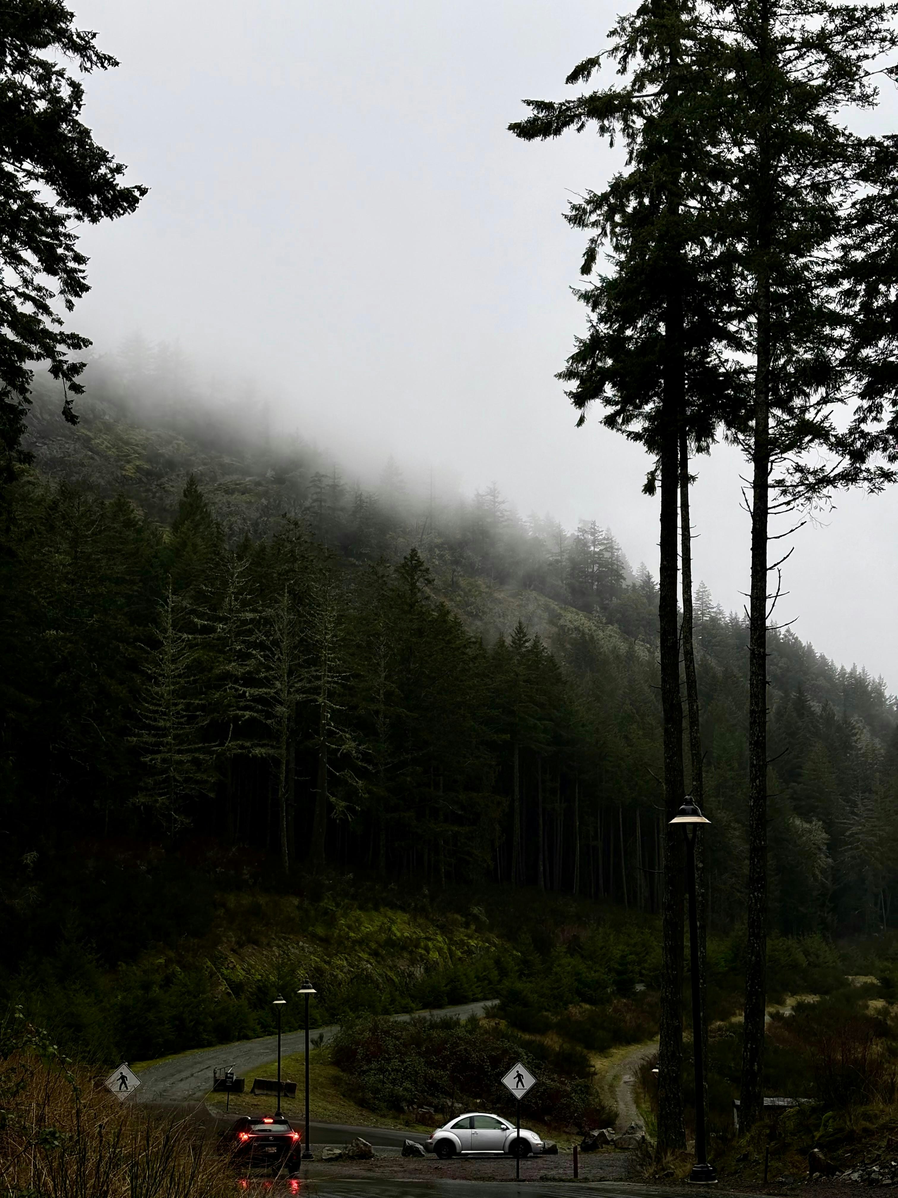 A foggy forest with a few cars driving down the road