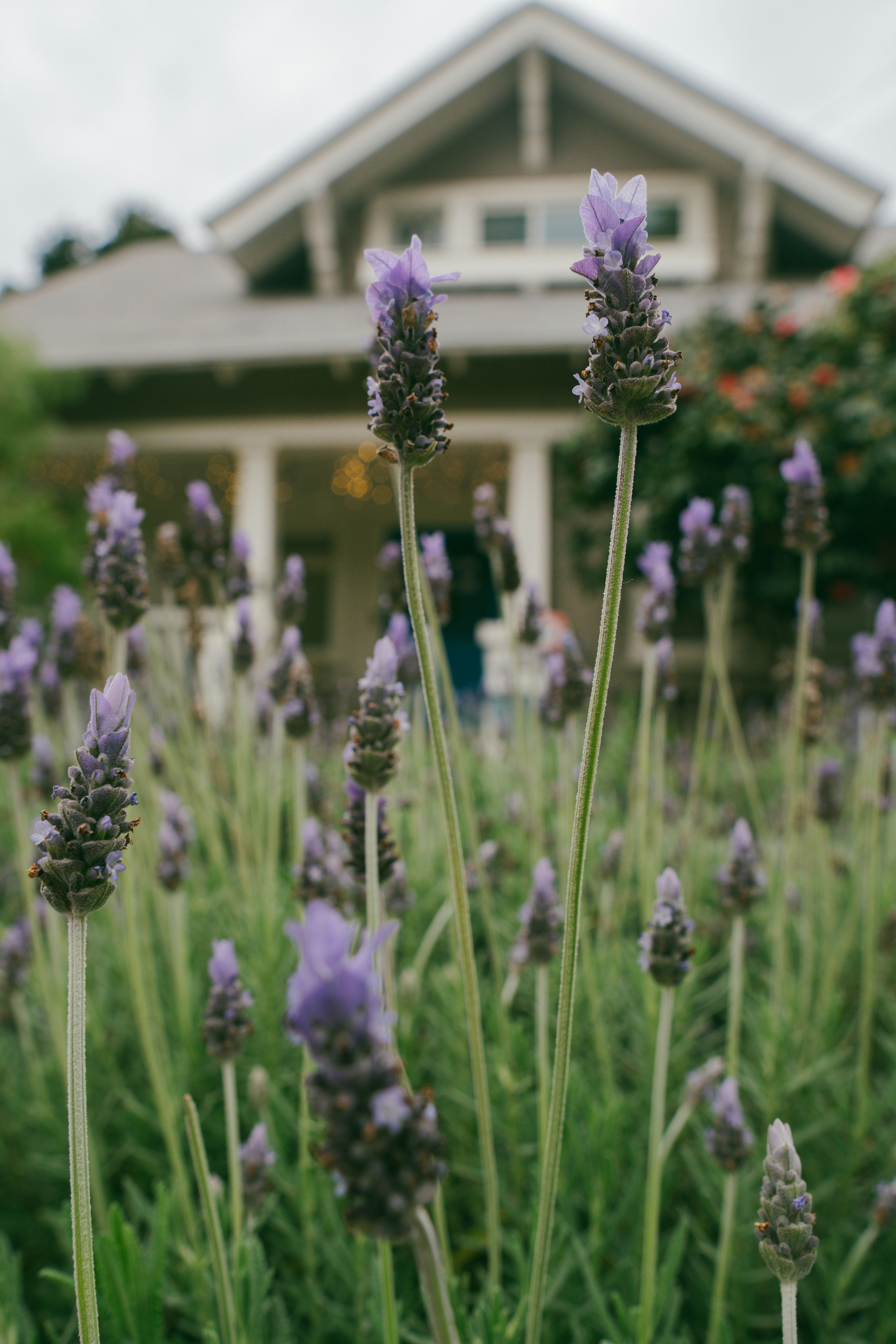 A field of lavender flowers in front of a house