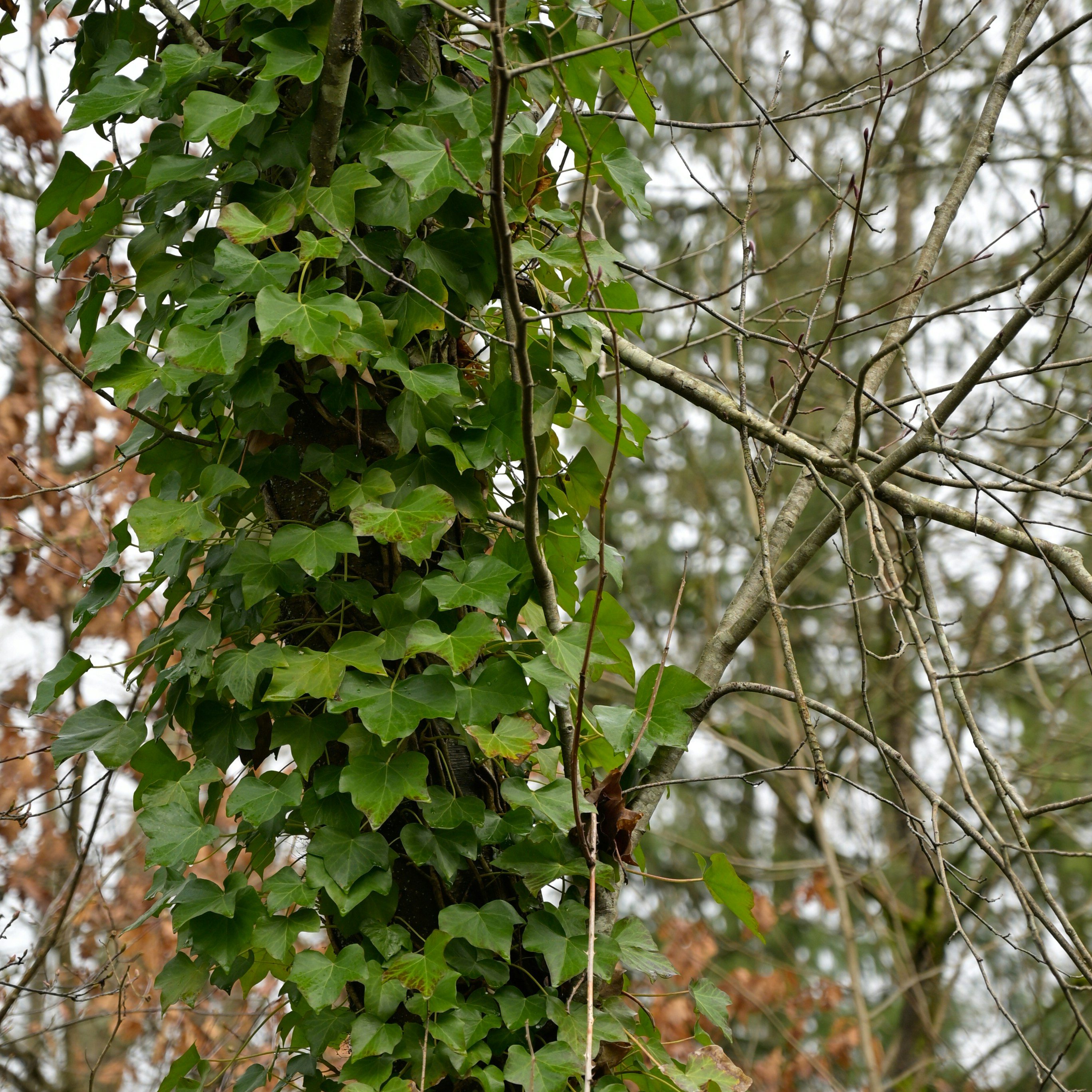 Photo by jonathankslim