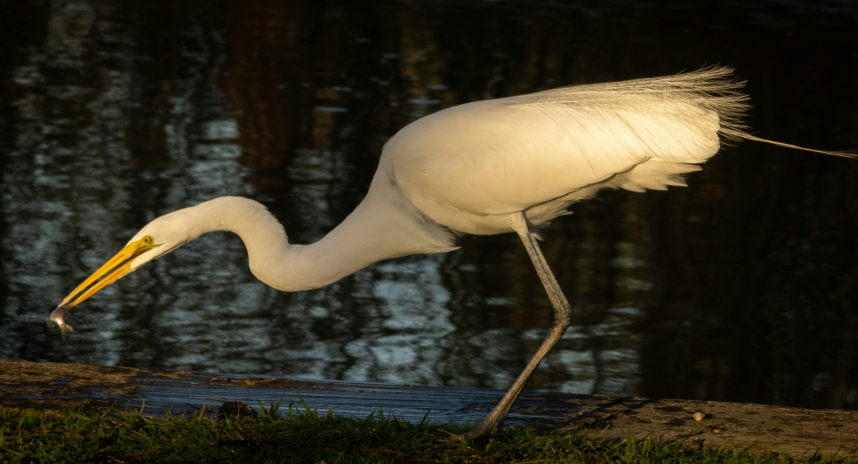 Seekor burung putih dengan leher panjang dan kaki panjang