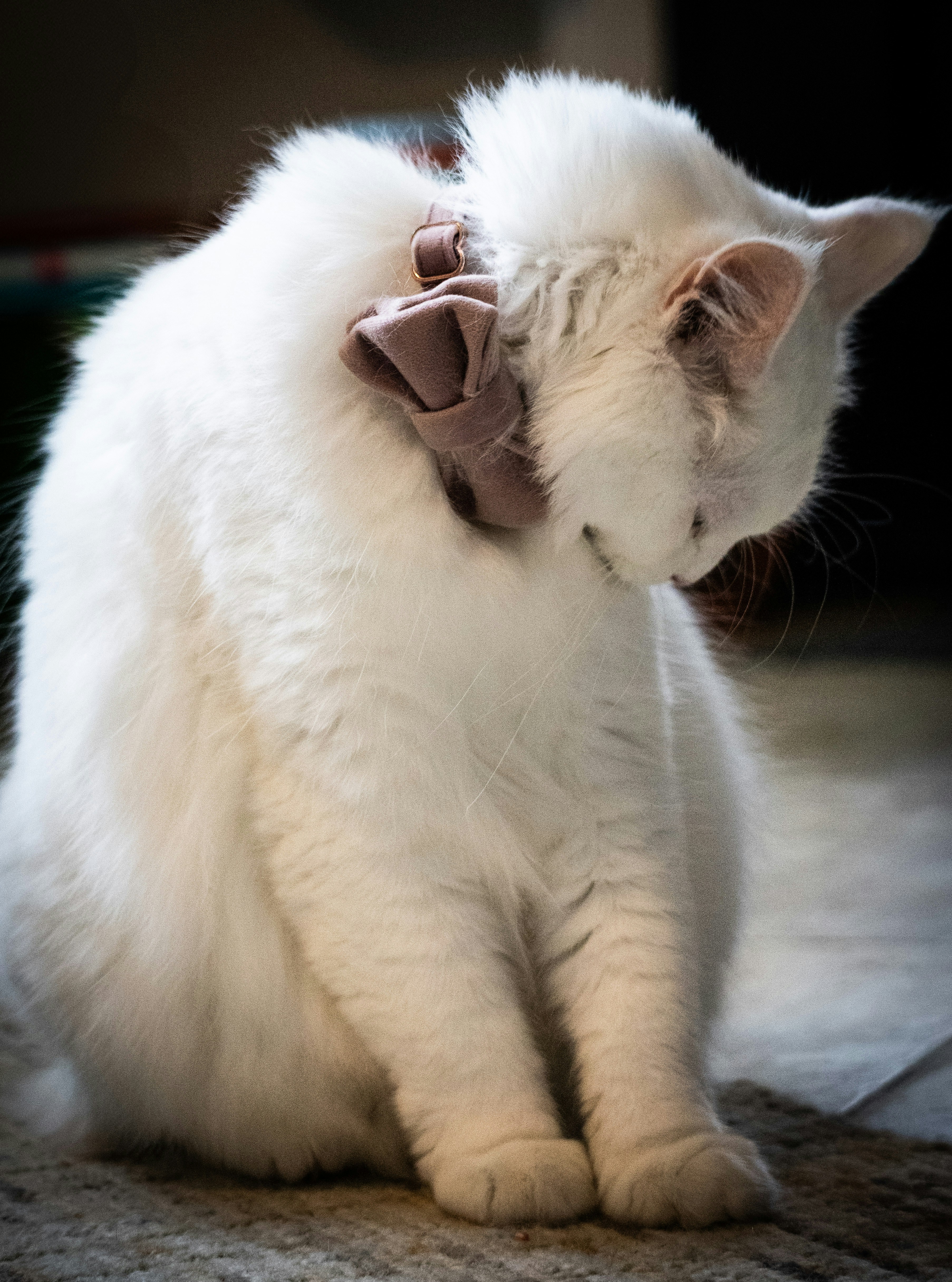 Kittens Start Grooming Each Other Early (image credits: unsplash)