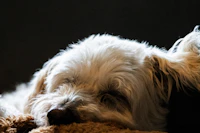Best Pet-Friendly Cafes in Houston Where Your Dog Is as Welcome as You