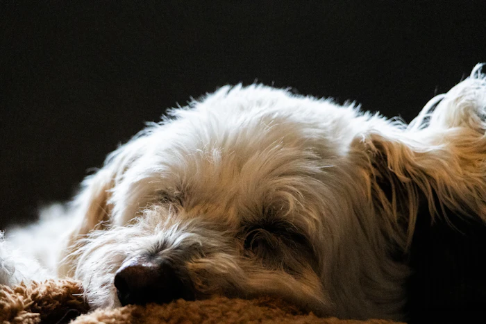 Pet Friendly Cafes