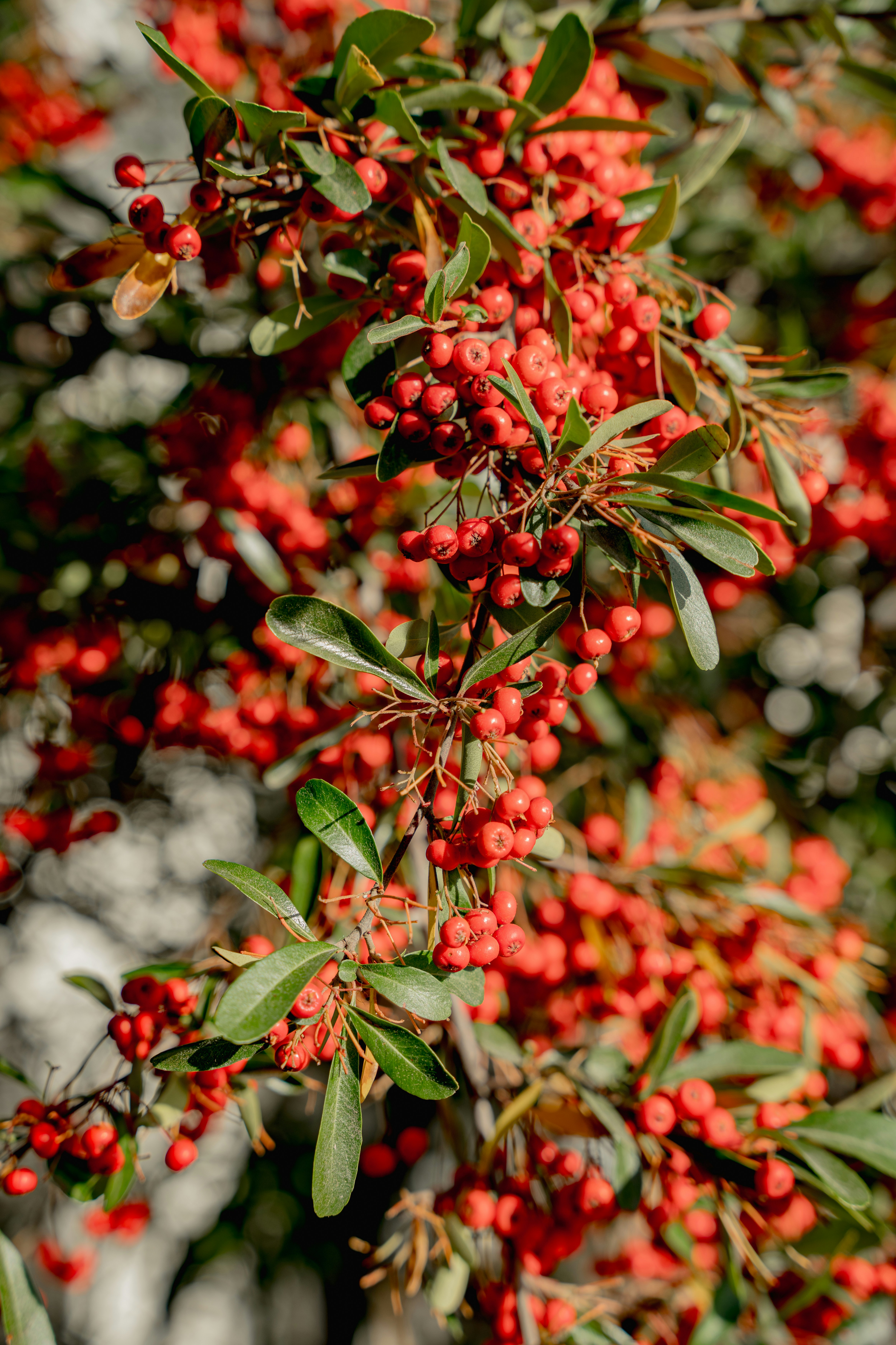 Red berries are growing on the branches of a tree