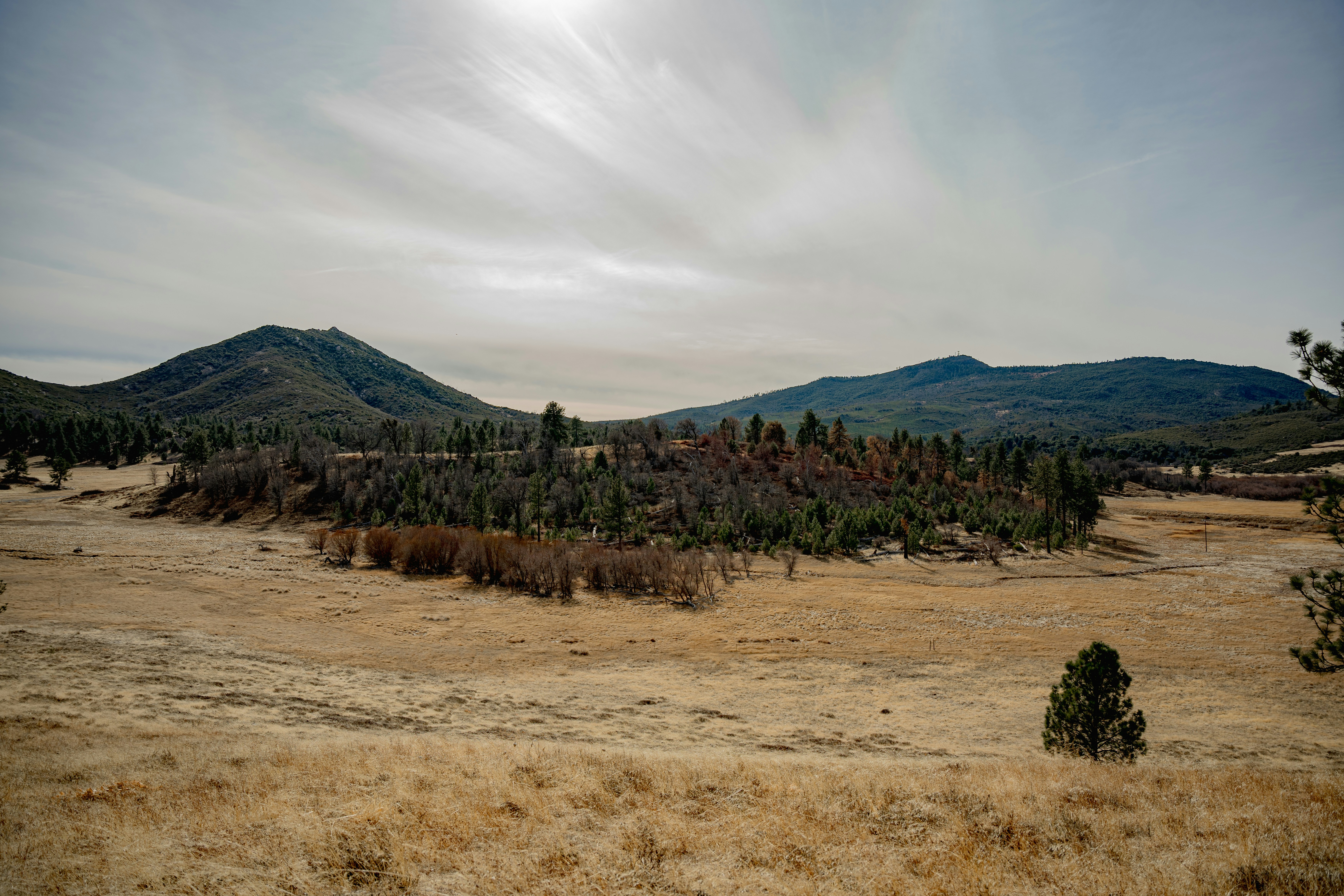 A grassy field with trees and mountains in the background