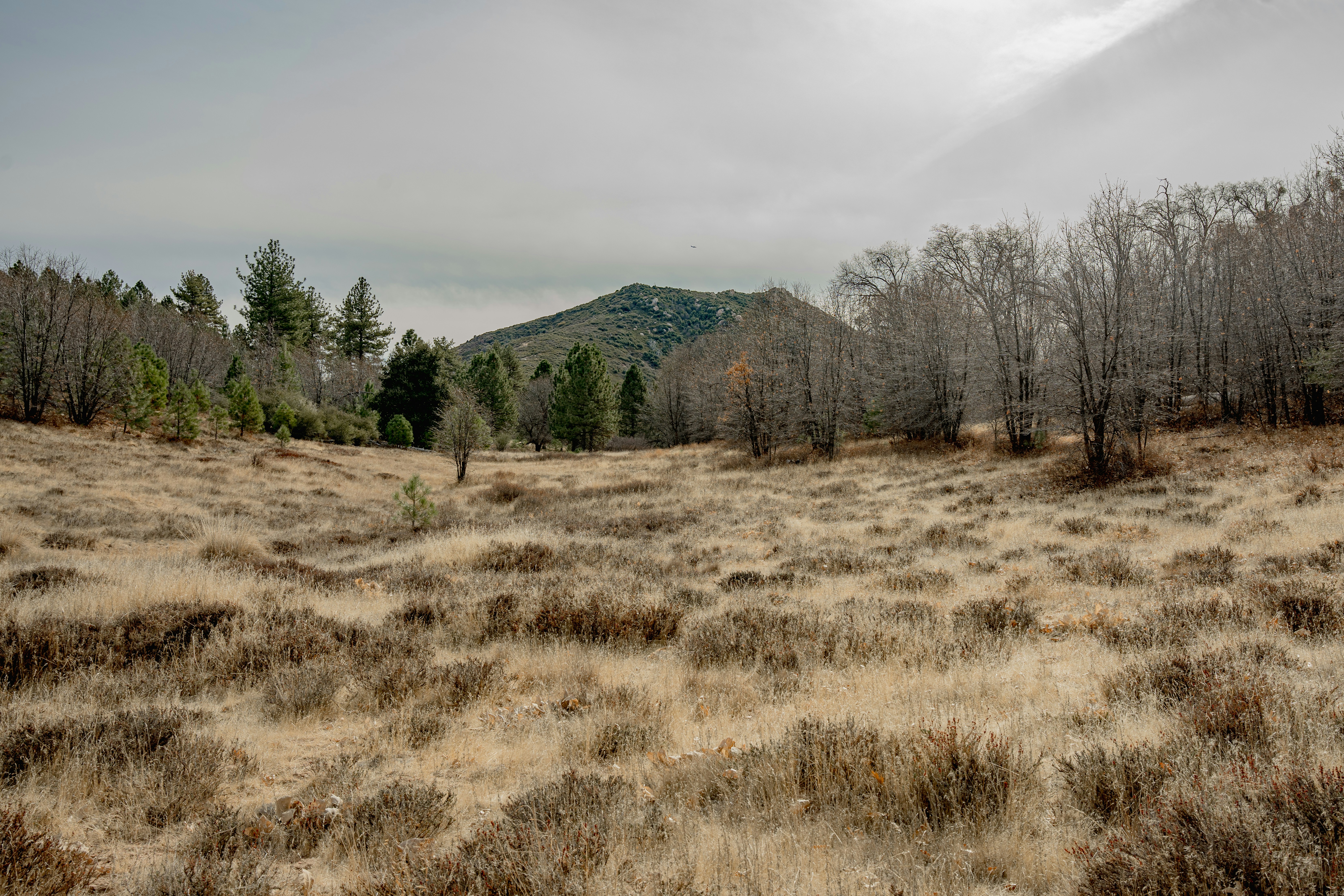 A grassy field with trees and a mountain in the background