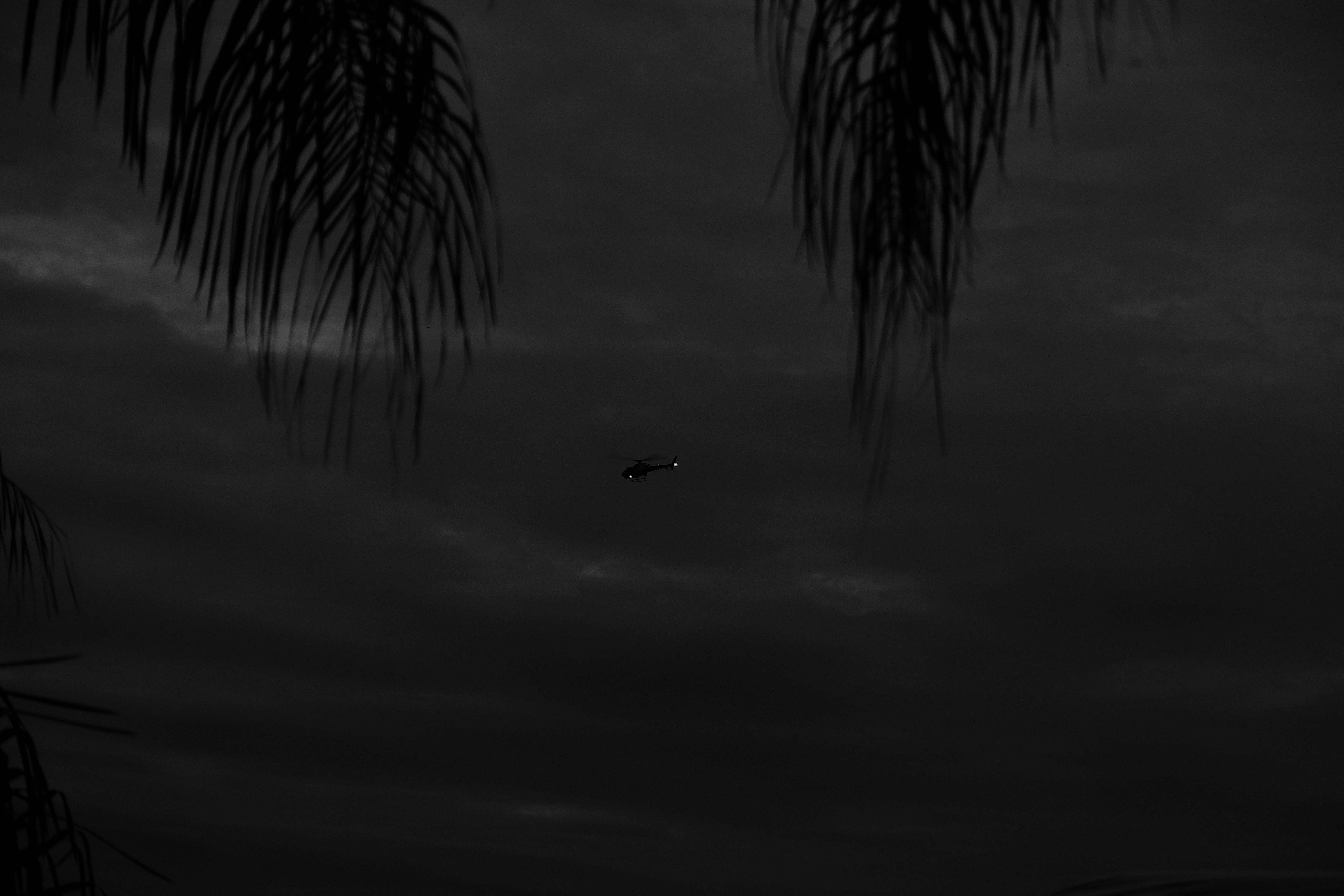 Black and white palm trees