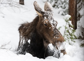 A moose that is standing in the snow