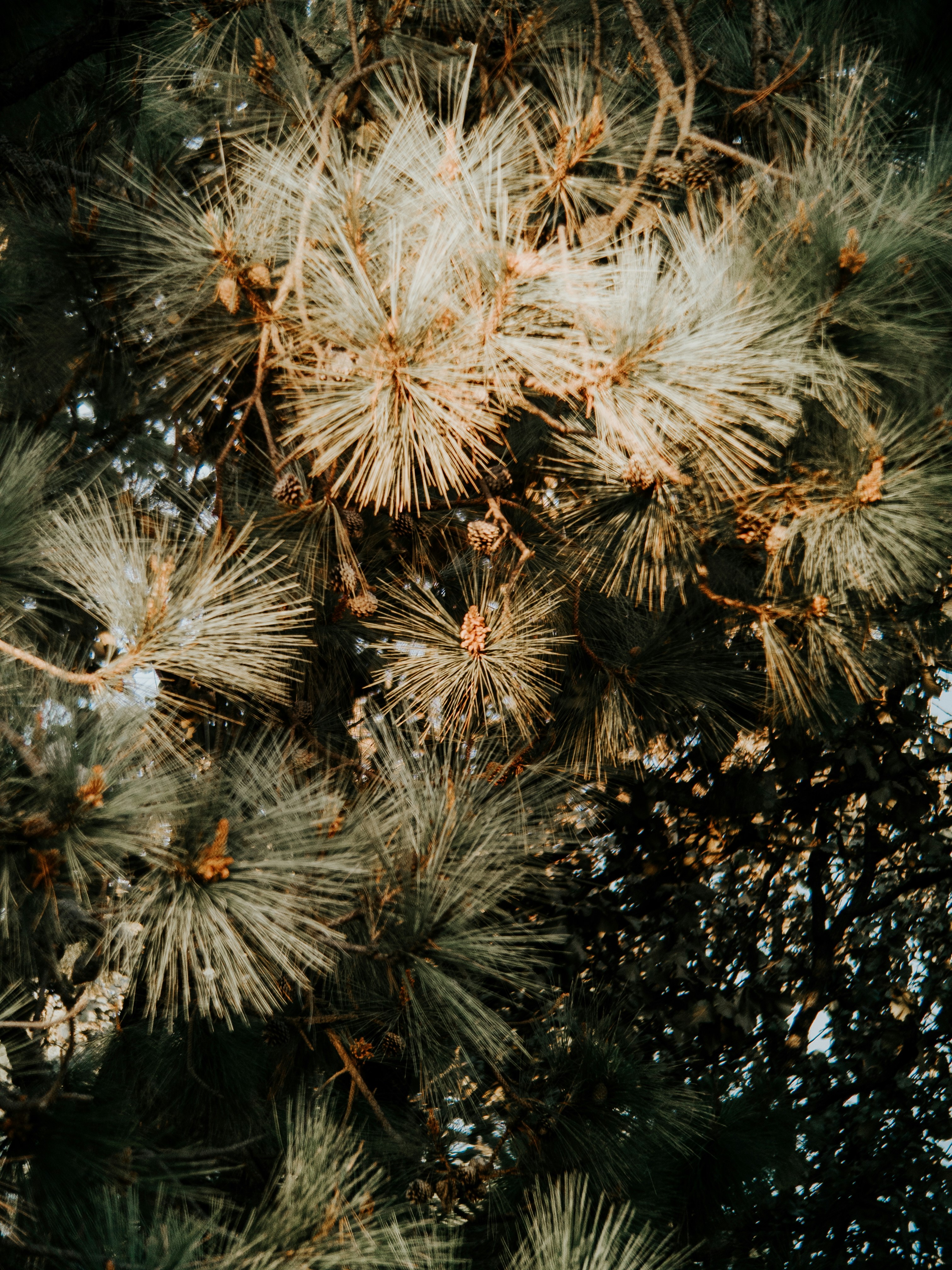 A close up of a pine tree with lots of needles