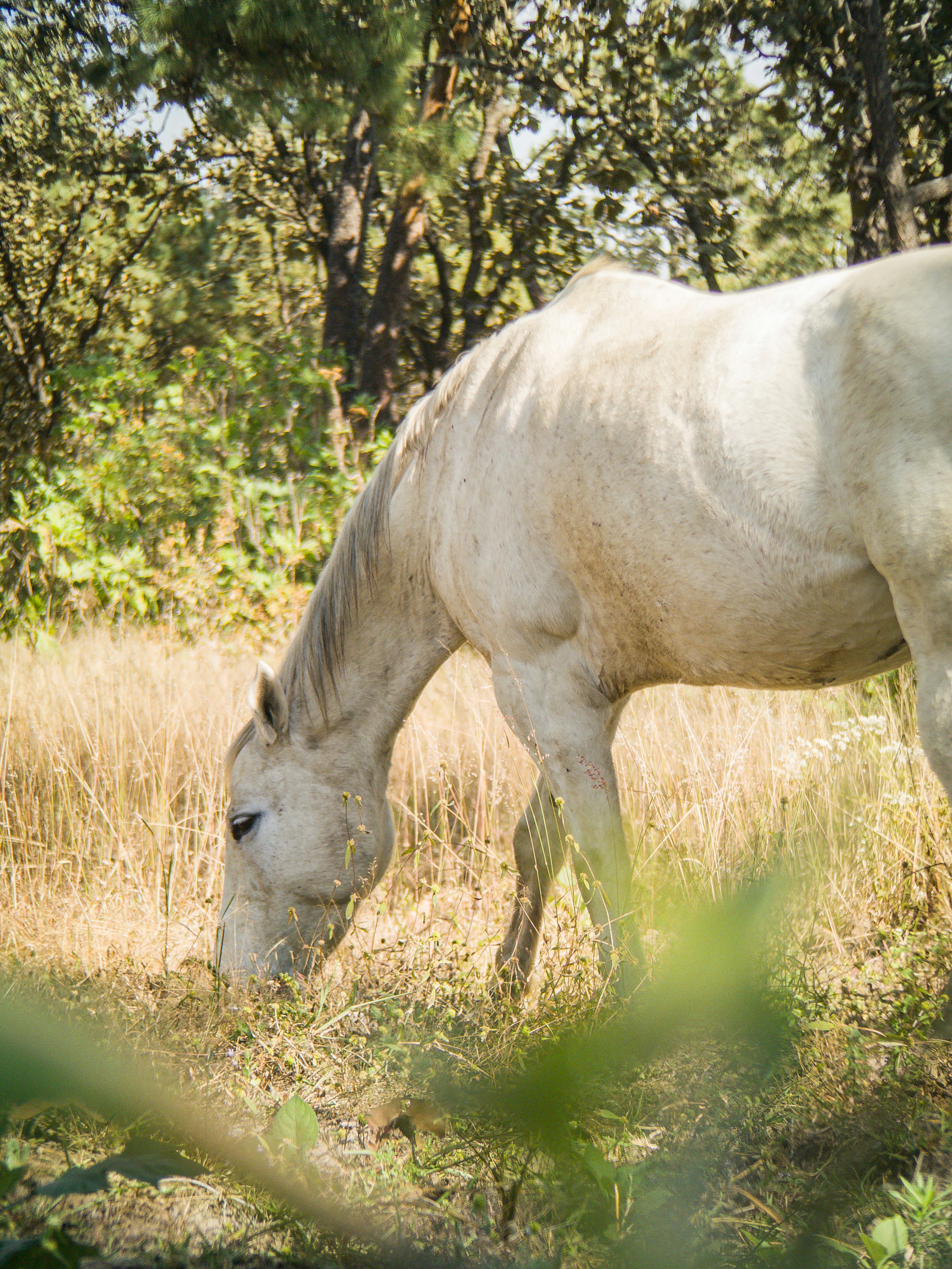 A white horse eating grass in a field
