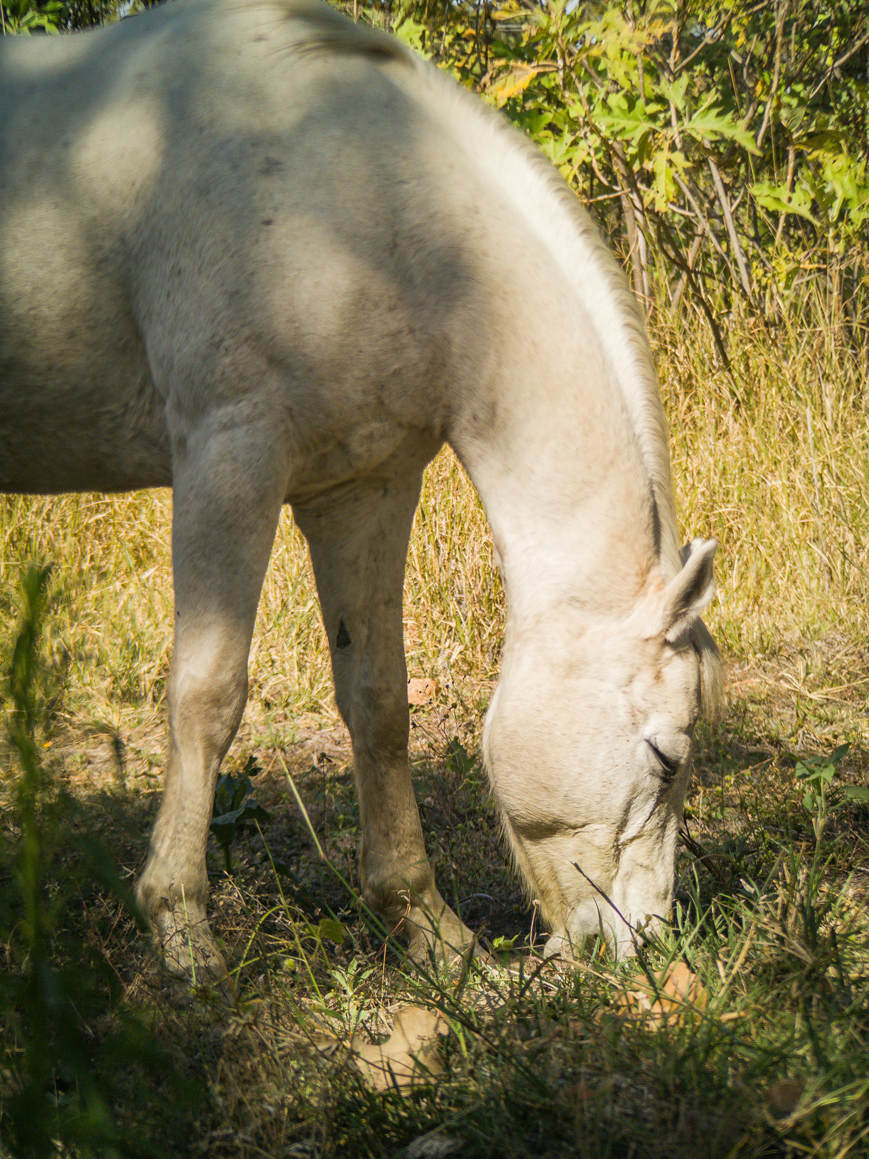 A white horse eating grass in a field