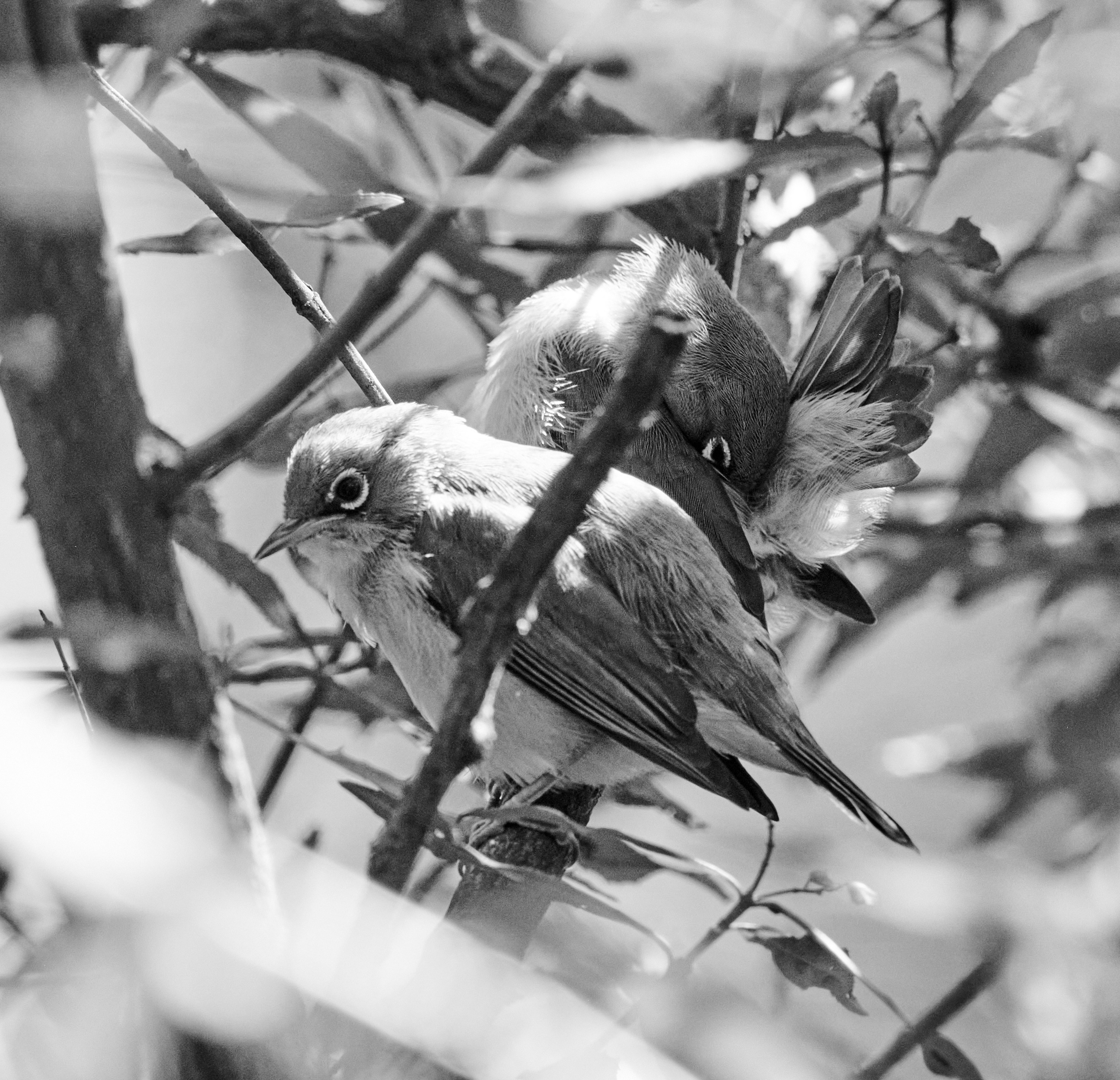 A couple of birds sitting on top of a tree branch