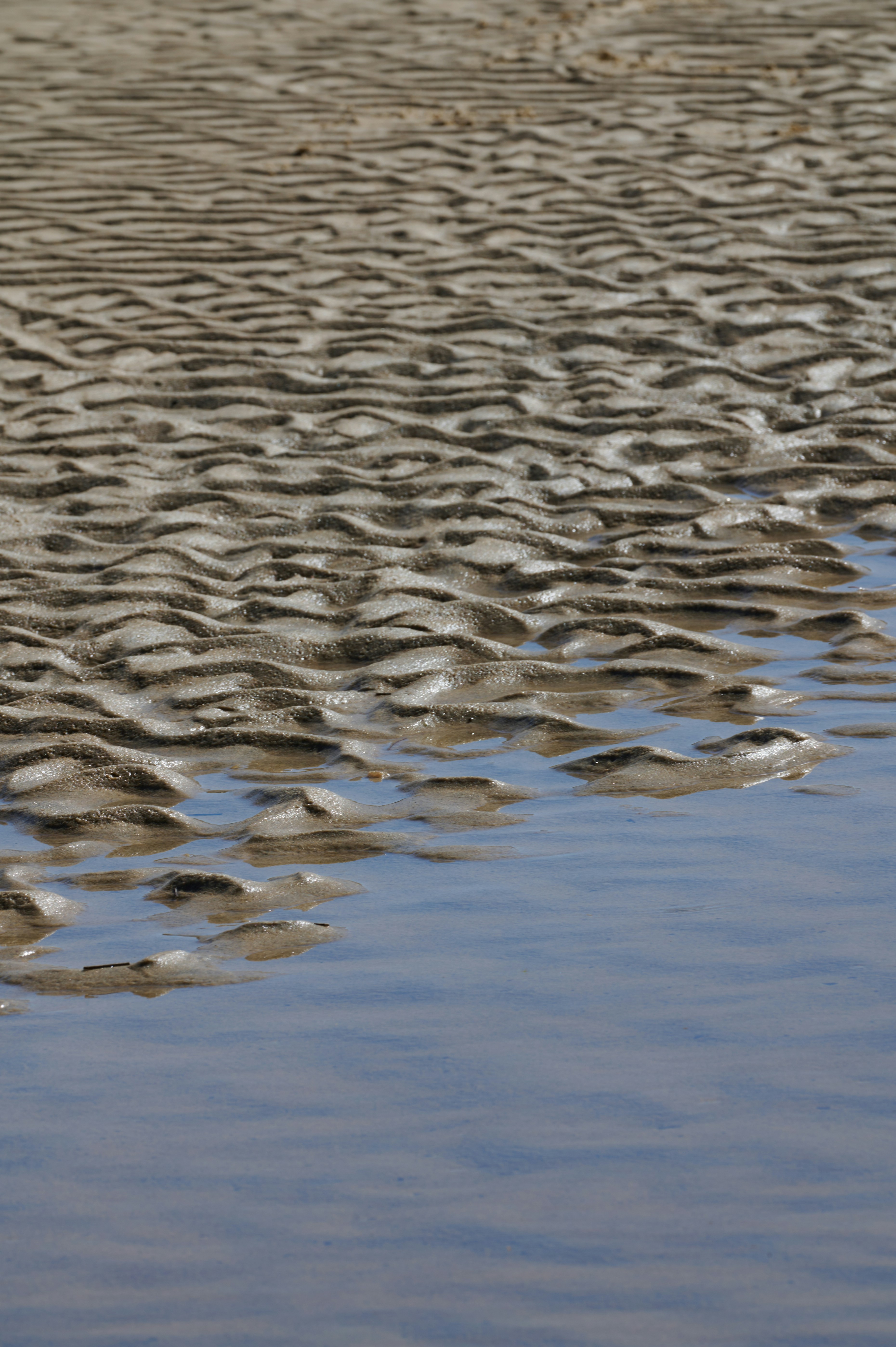 Un groupe d’oiseaux debout au sommet d’une plage de sable