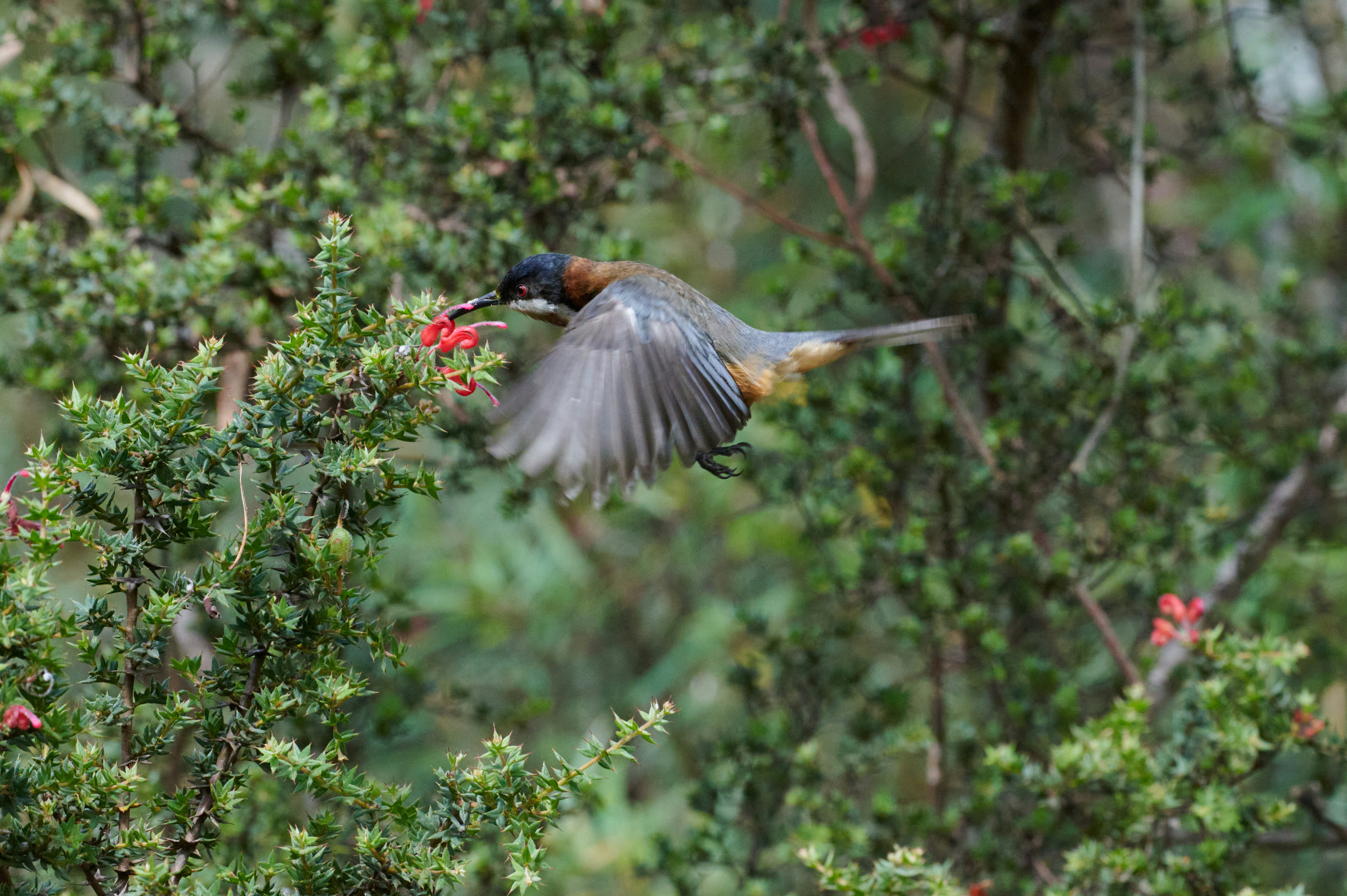 A bird flying over a tree filled with red flowers