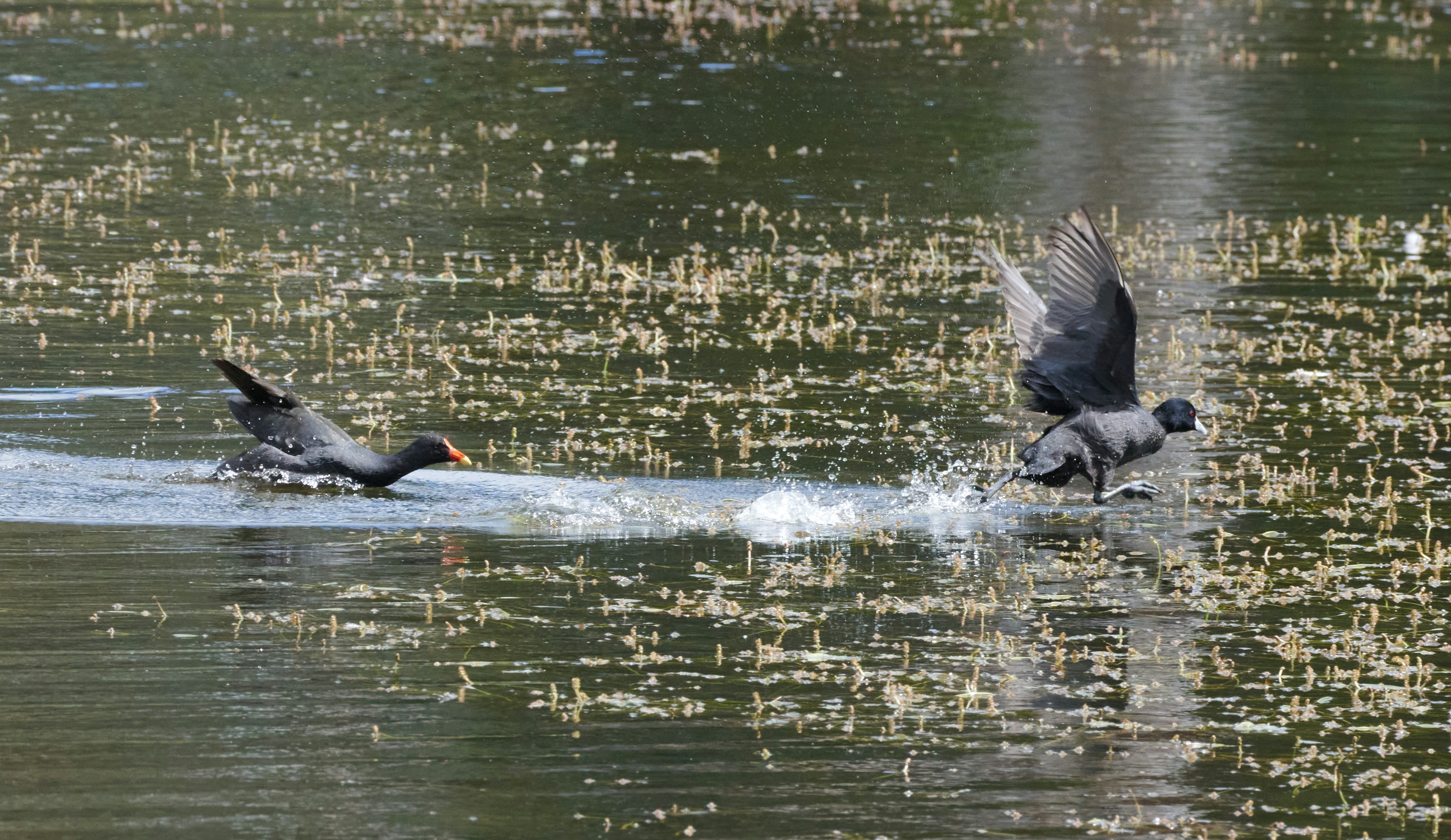 Une volée d’oiseaux survolant un plan d’eau