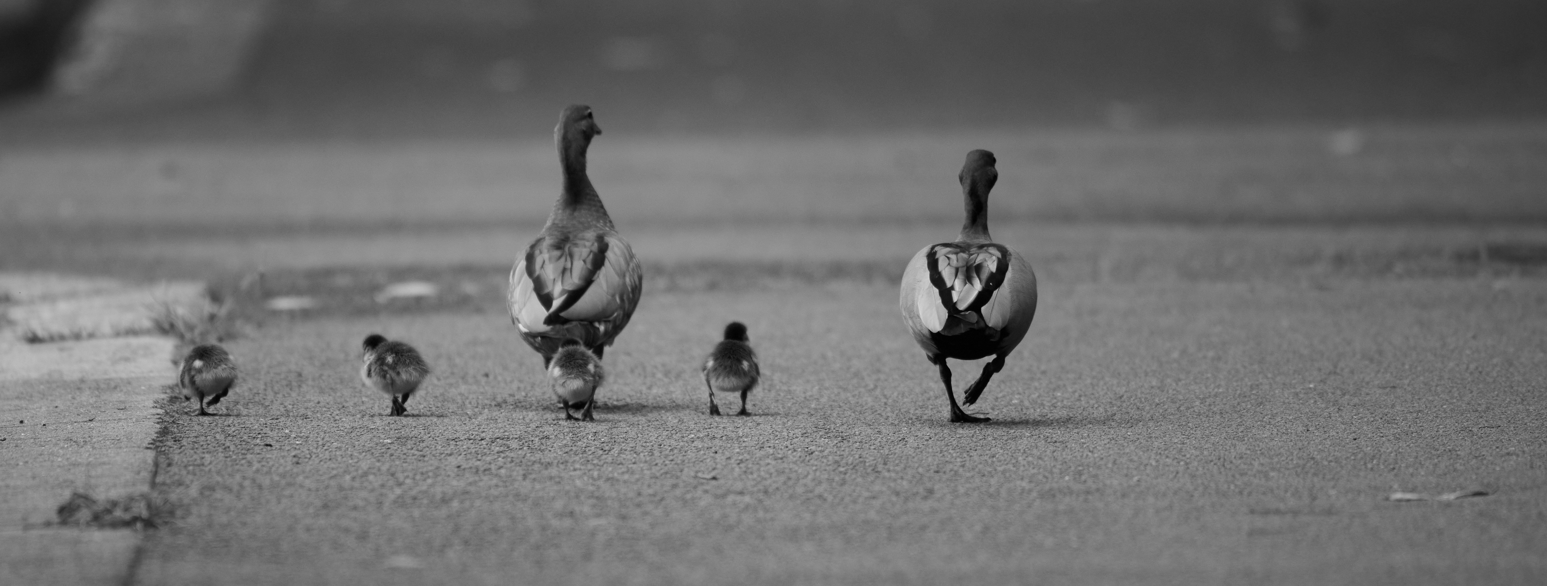 A flock of birds walking across a street