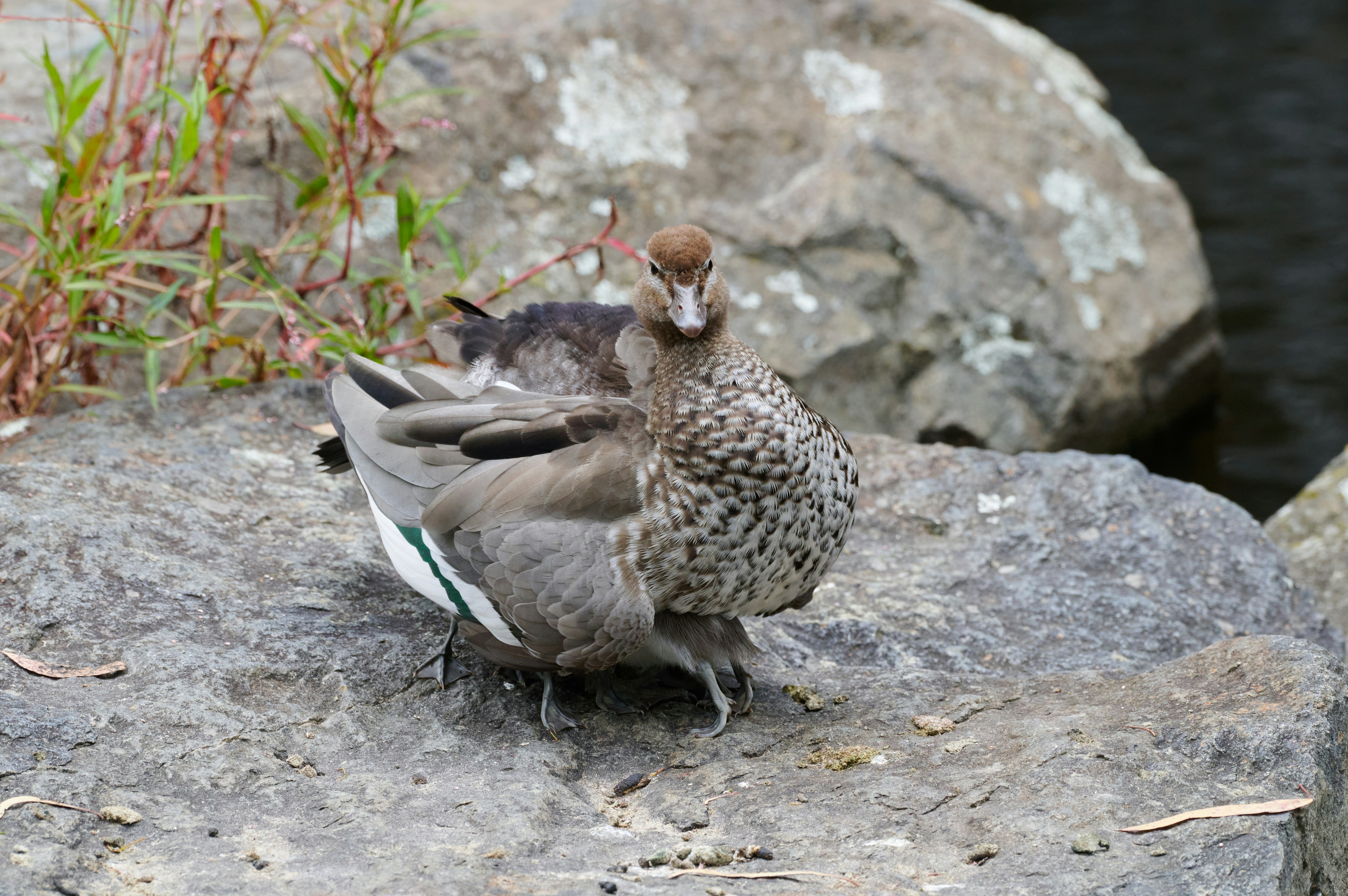 A couple of birds standing on top of a rock