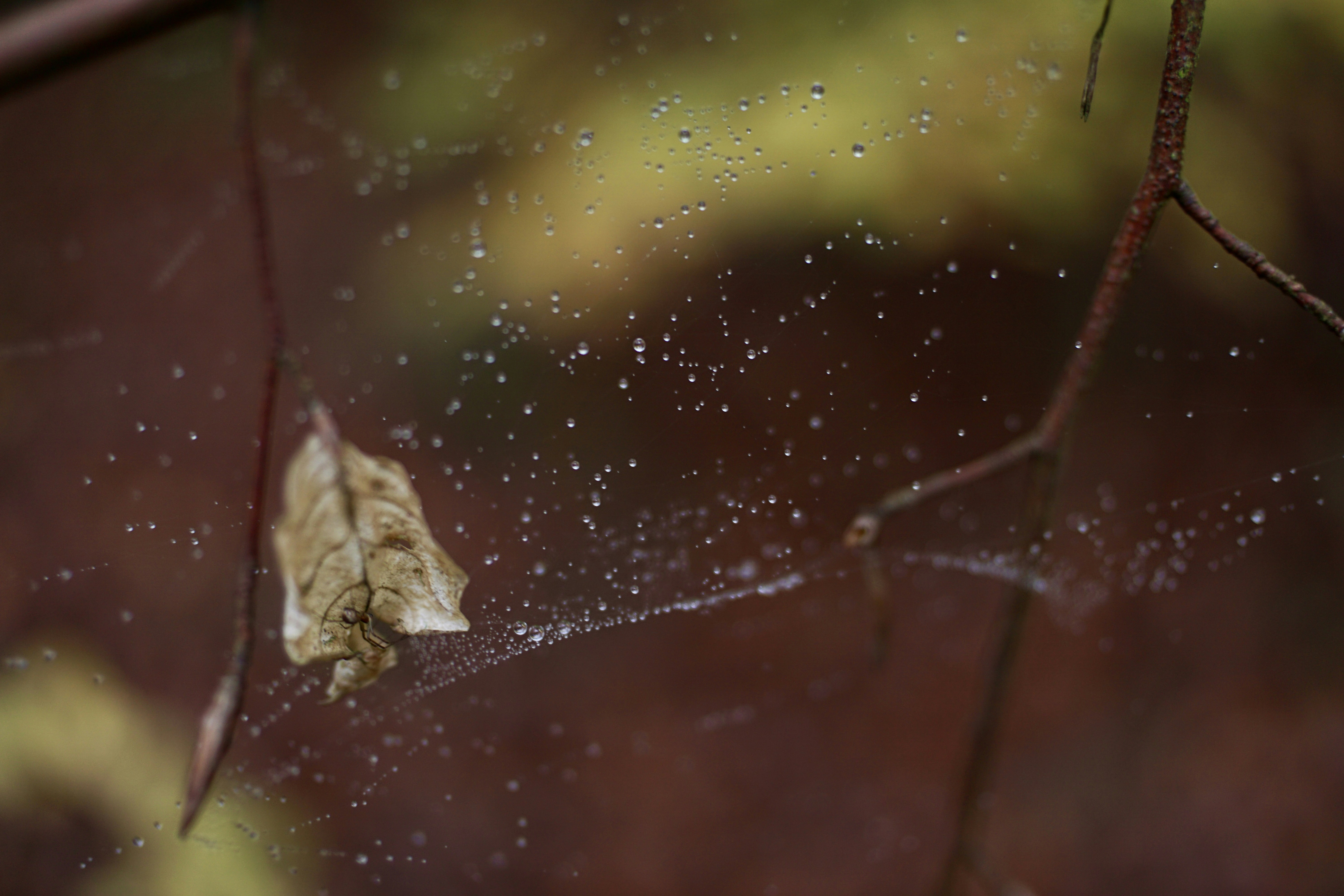 Photo by rikekoestlin