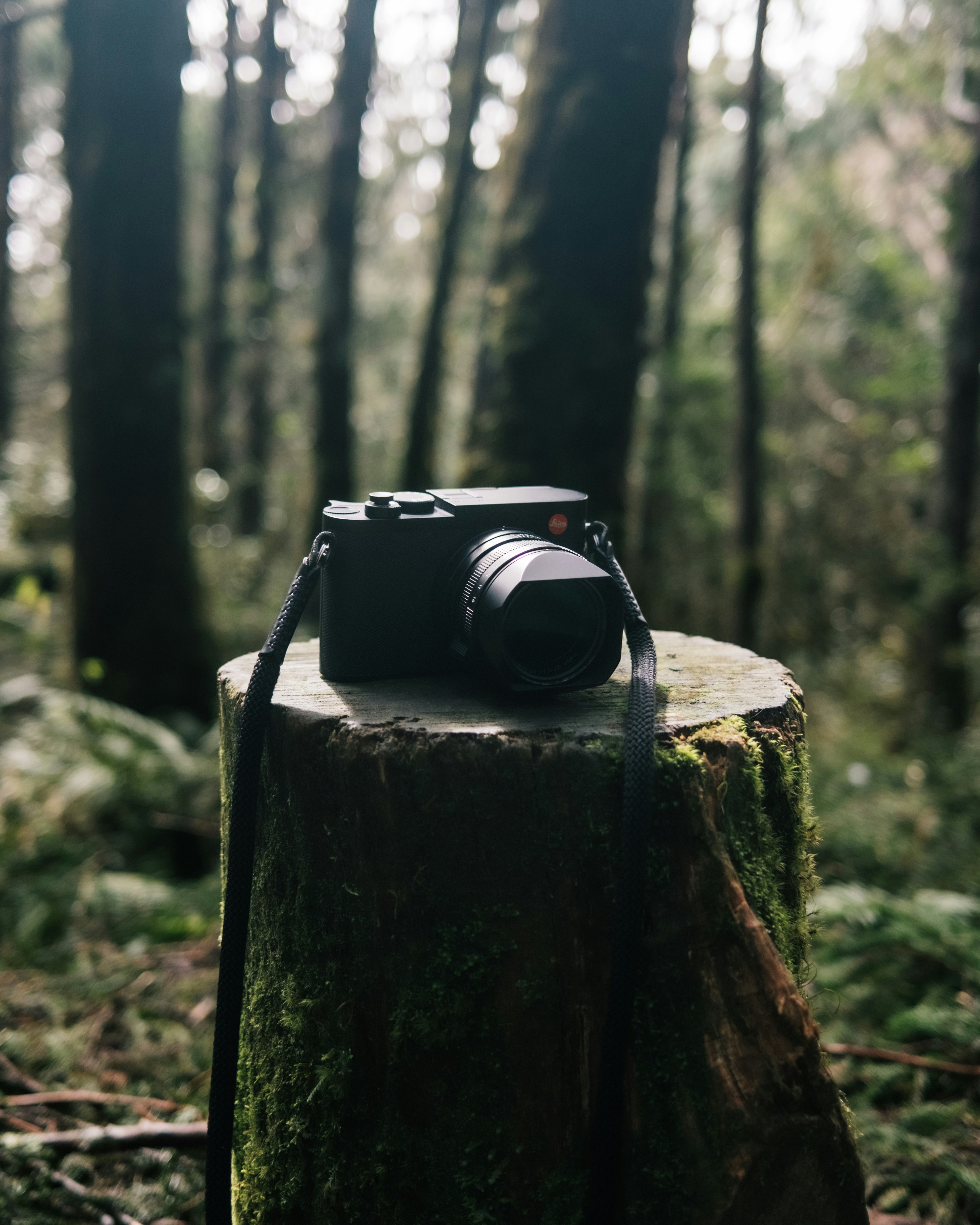 Eine Kamera, die auf einem Baumstumpf im Wald sitzt