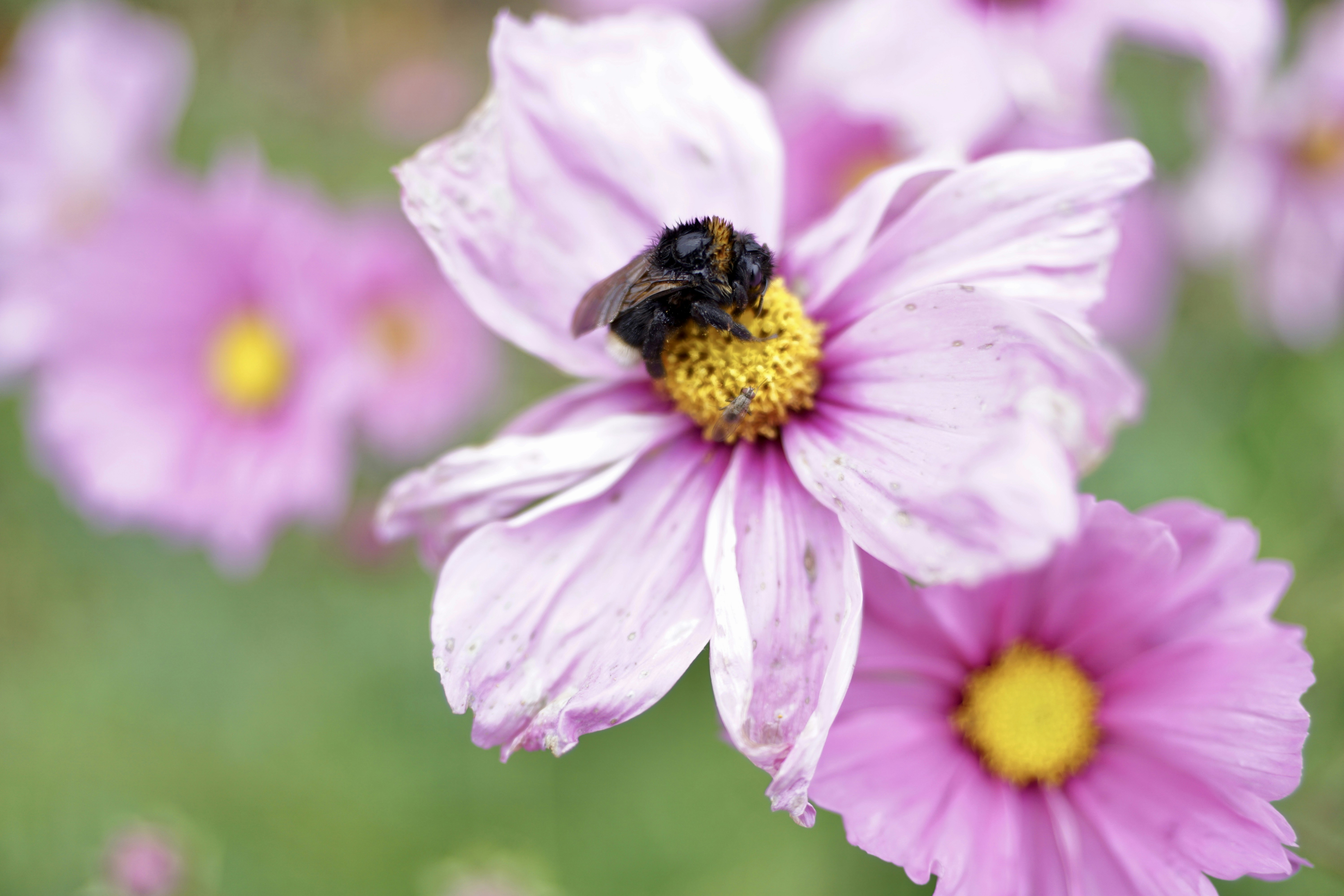 Photo by rikekoestlin