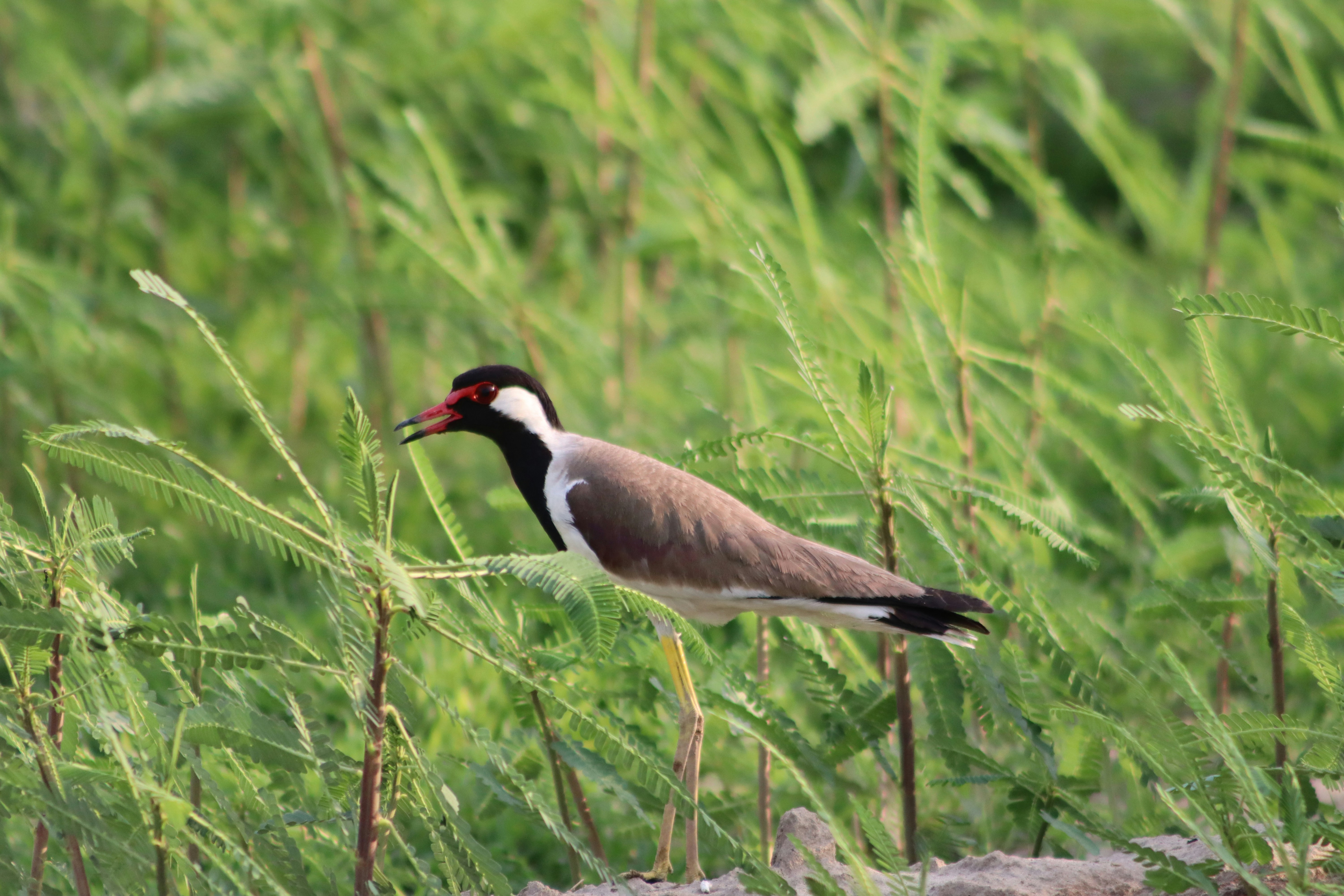 Photo by drphotographer152