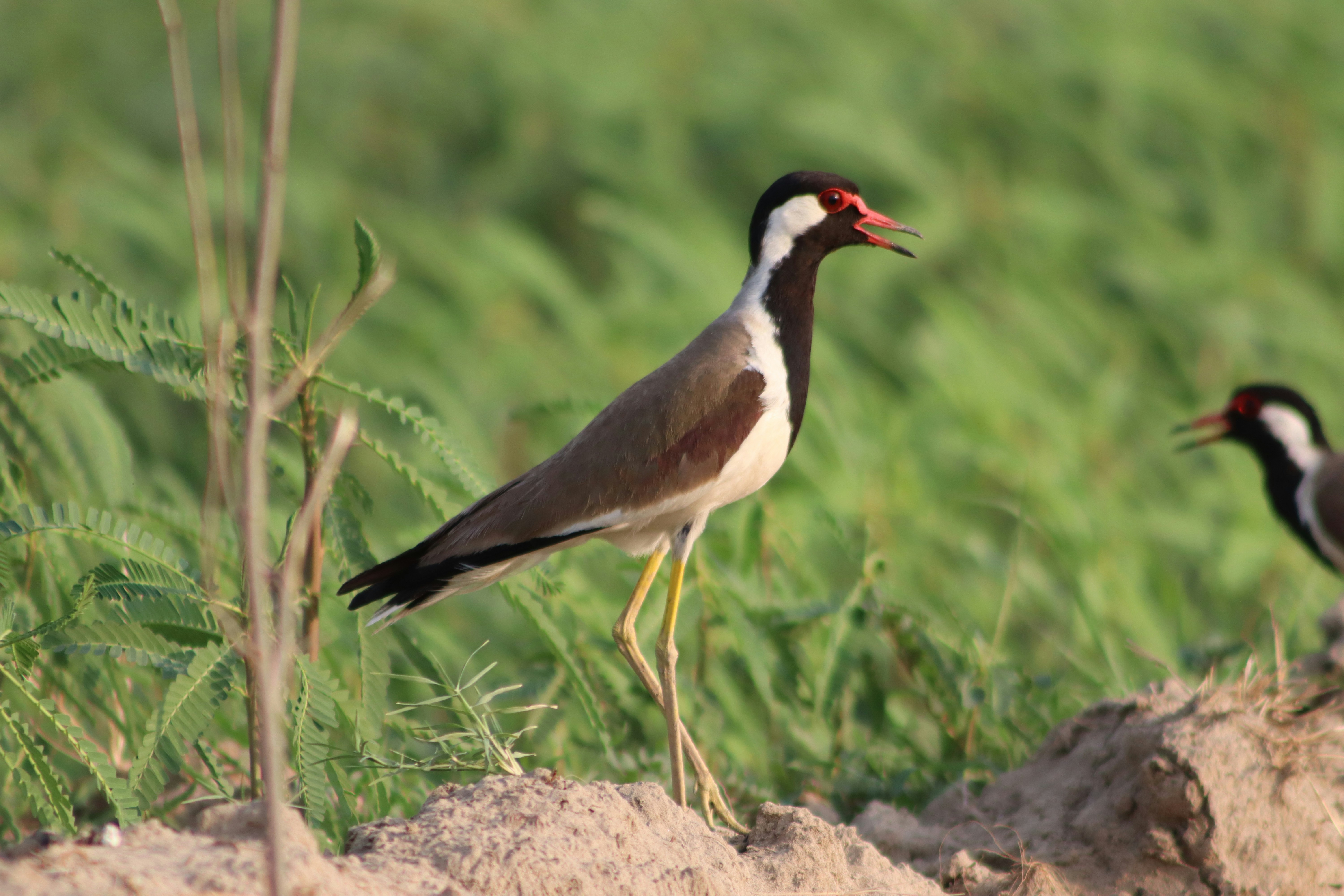 Photo by drphotographer152