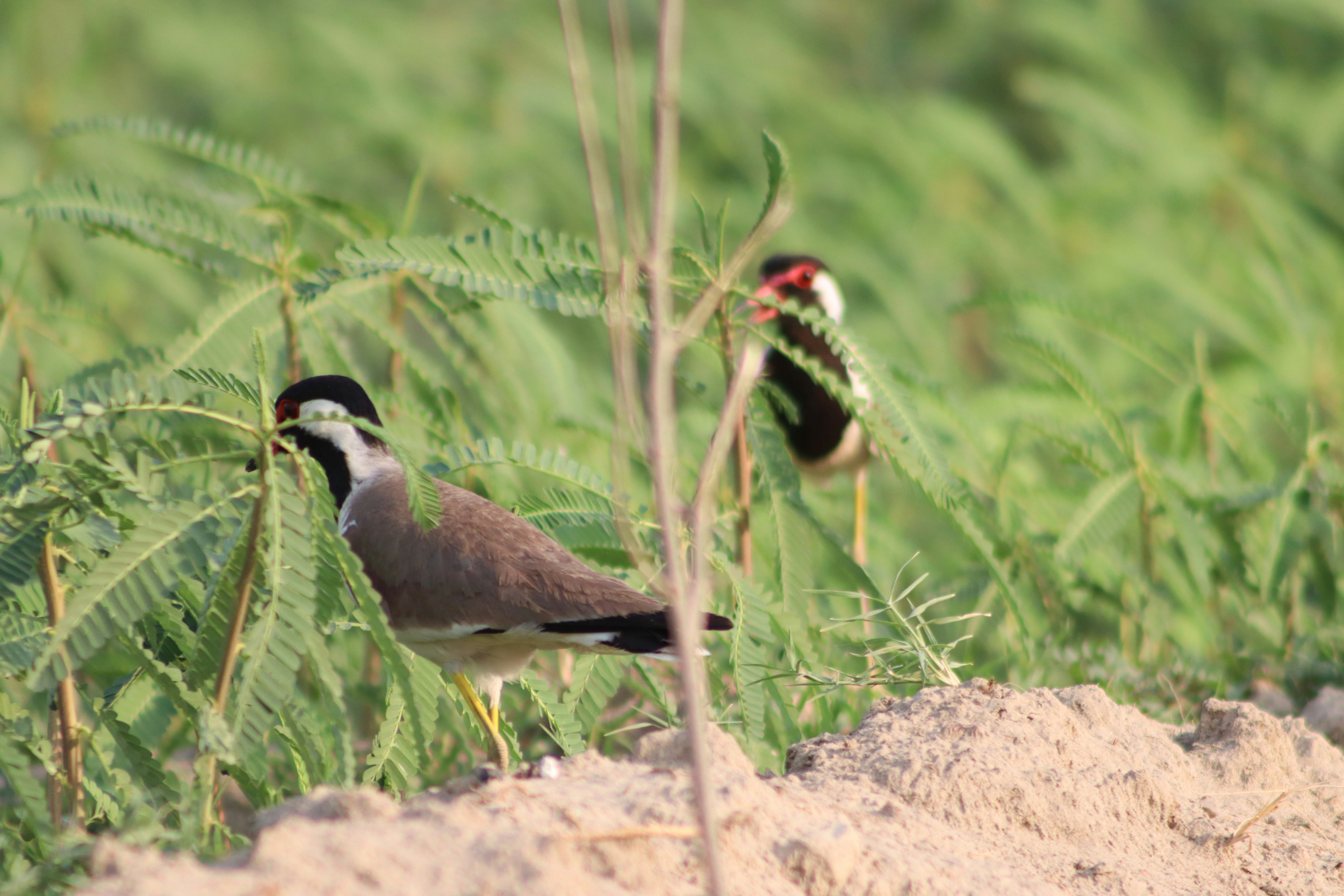 Photo by drphotographer152