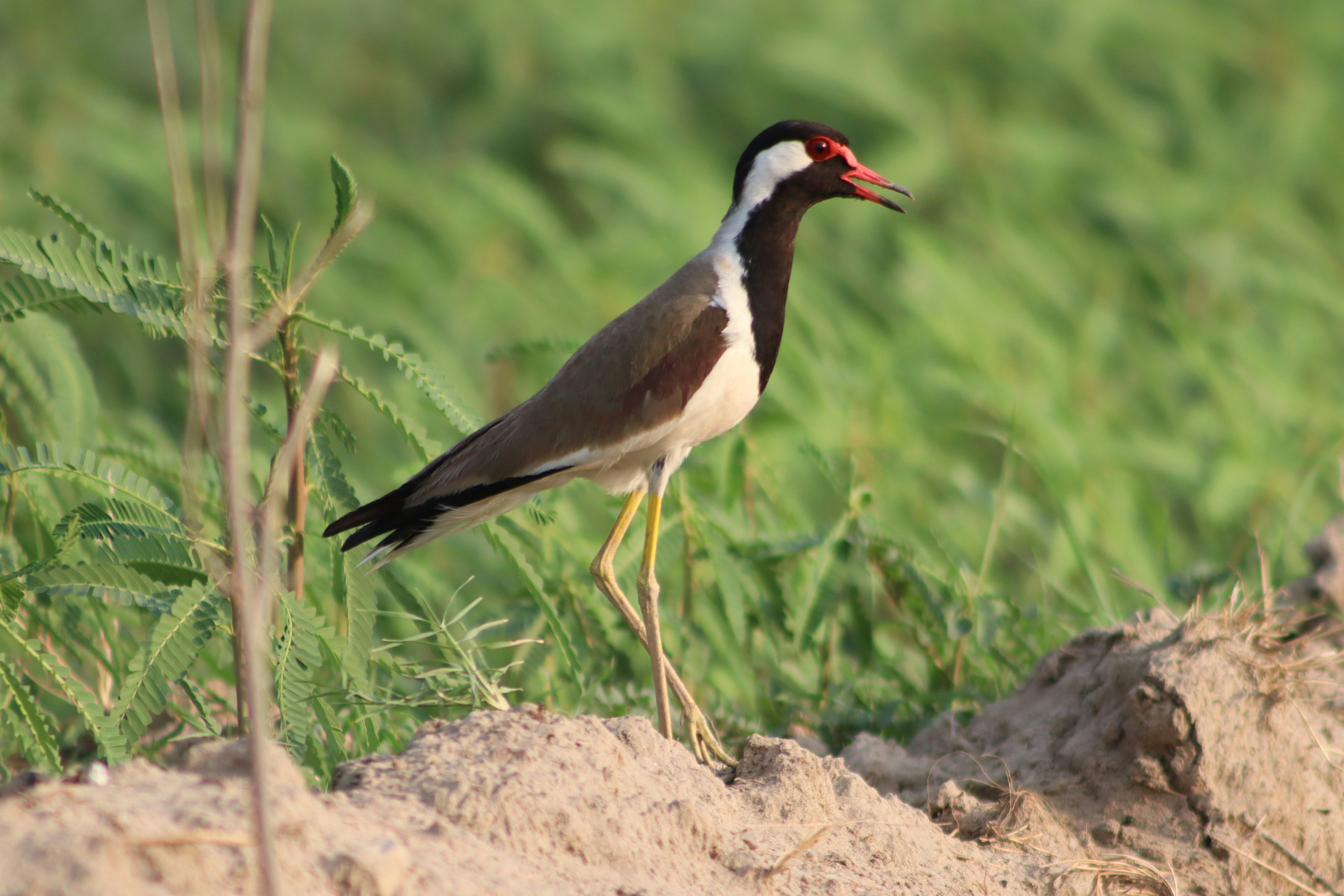 Photo by drphotographer152