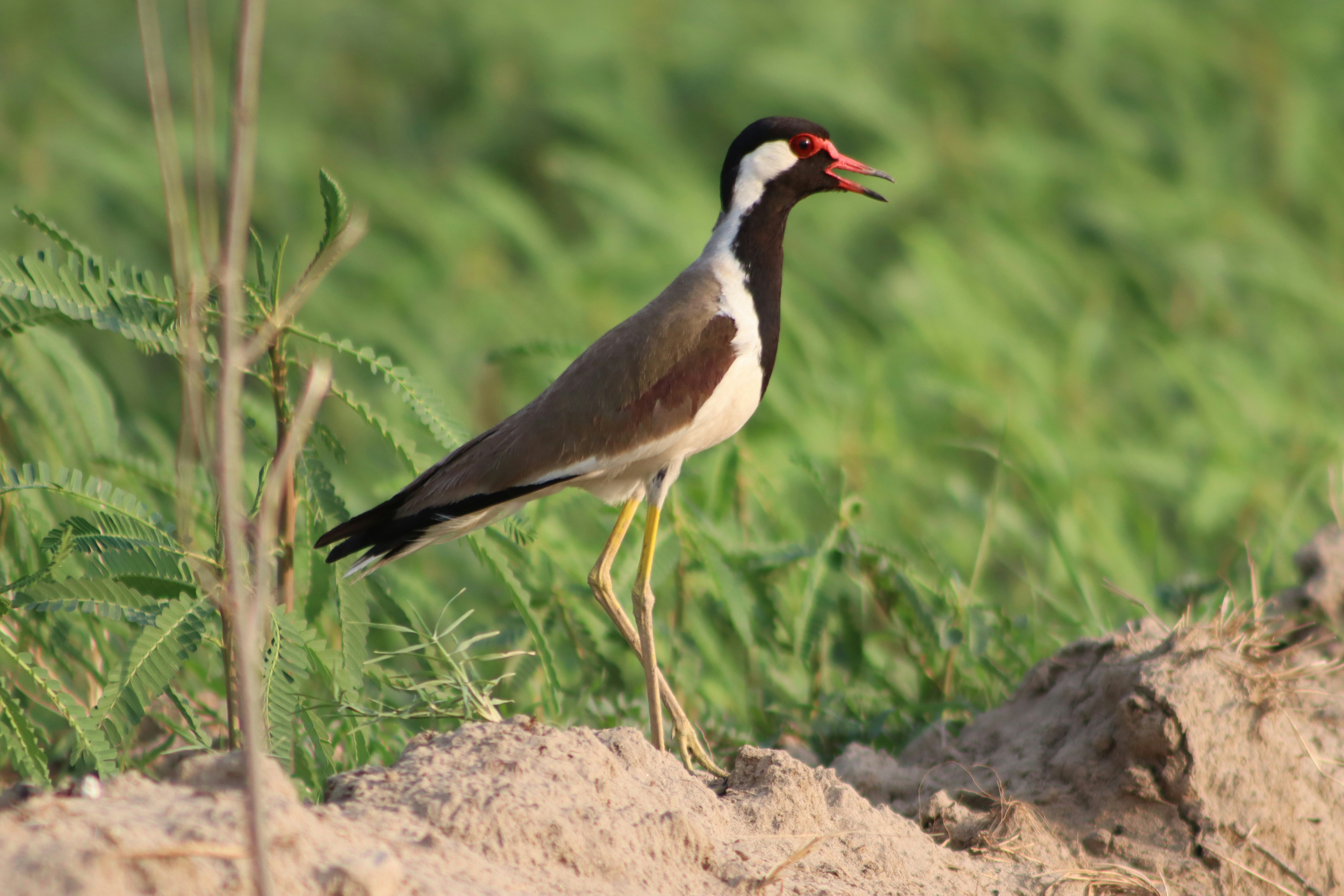 Photo by drphotographer152