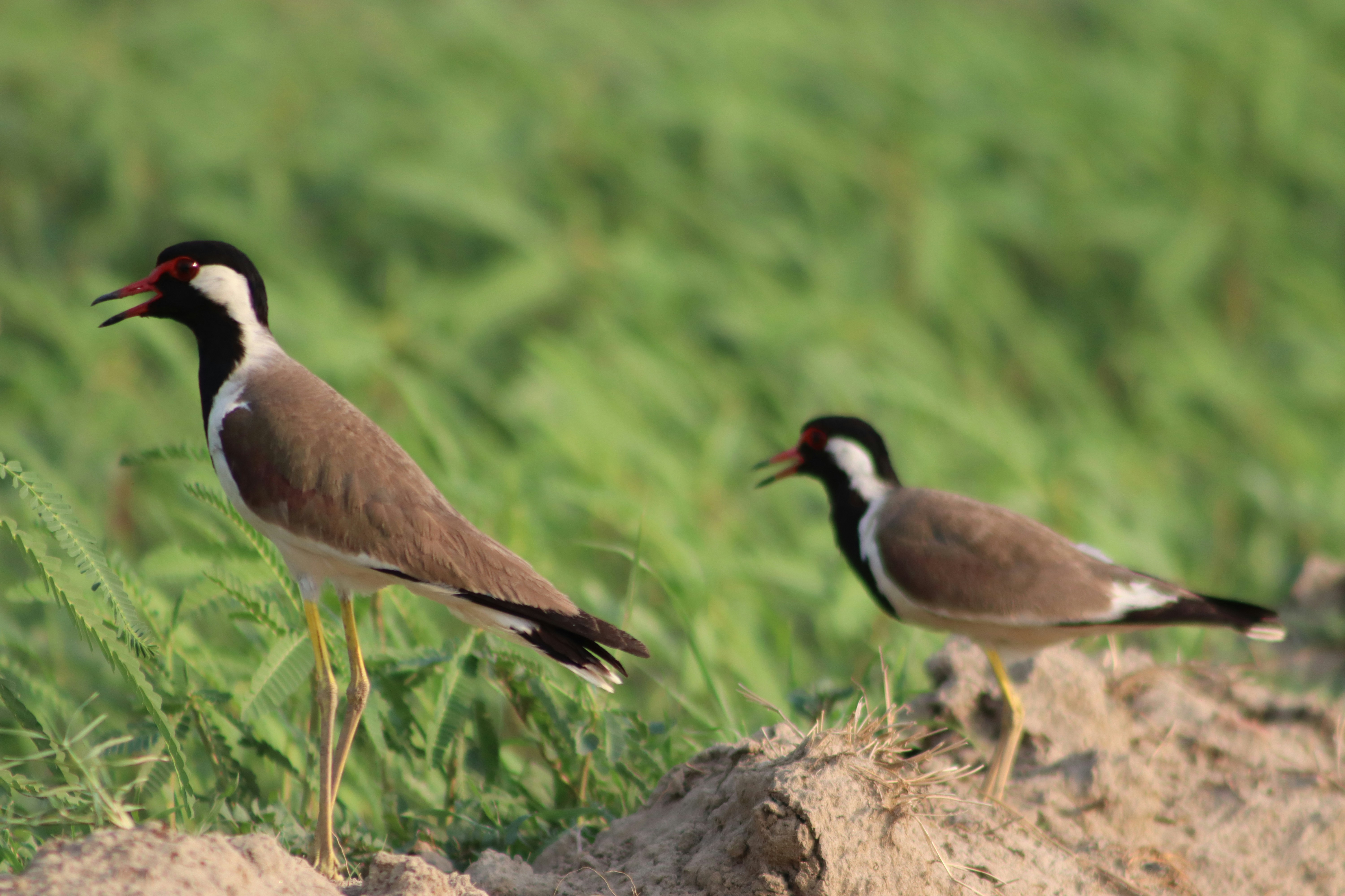 Photo by drphotographer152