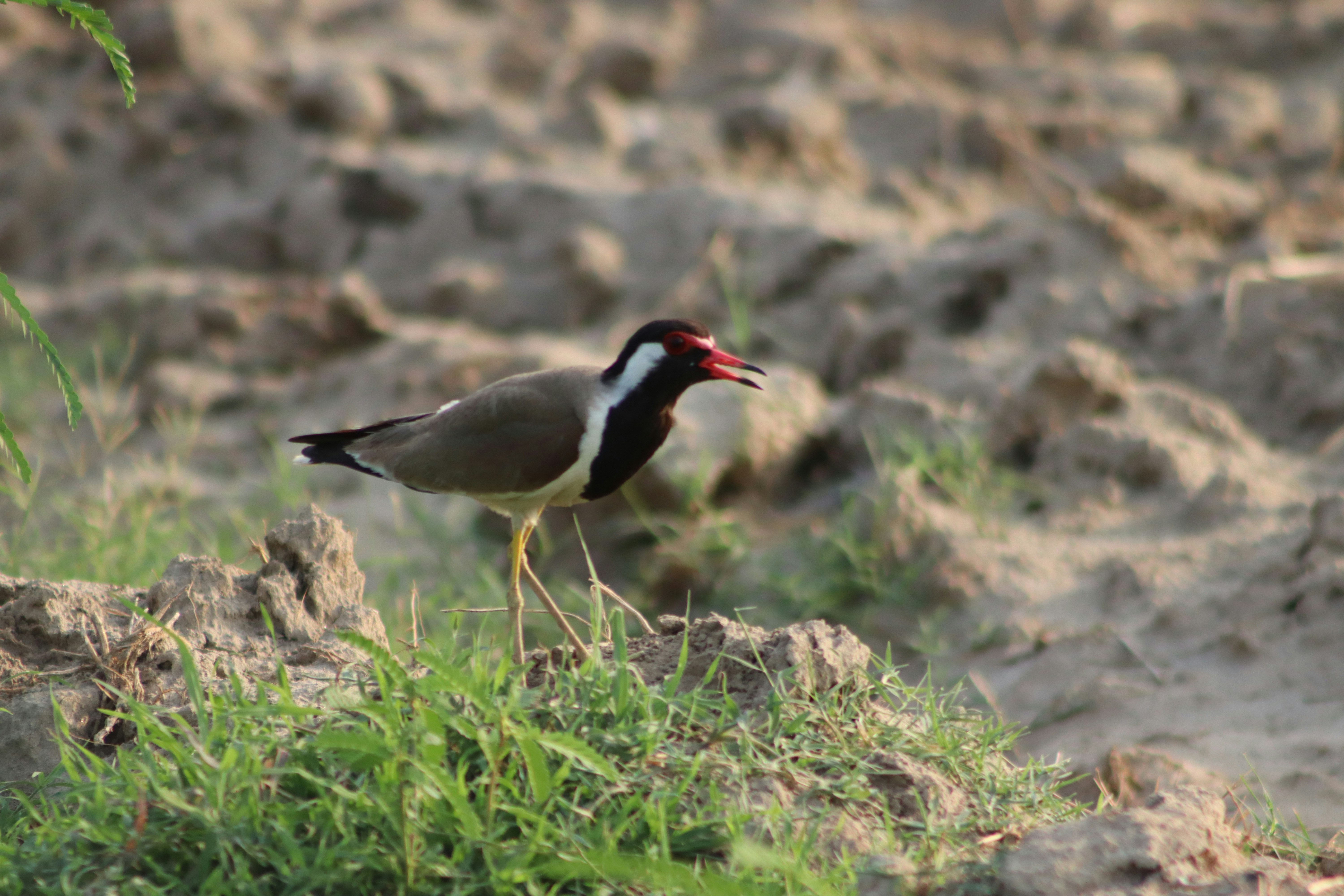 Photo by drphotographer152