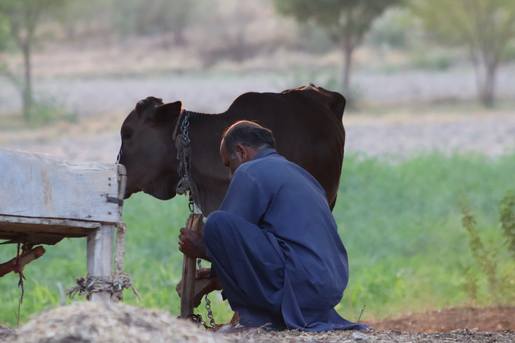 Farmer with herd