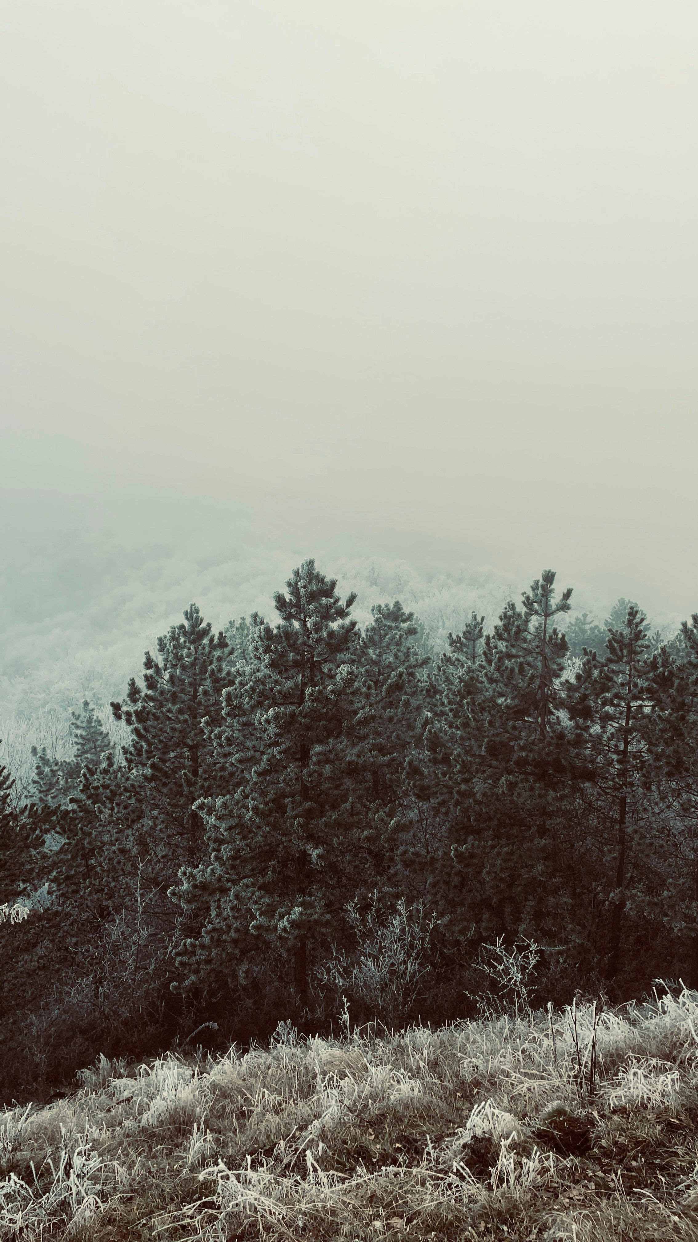 A black and white photo of a forest