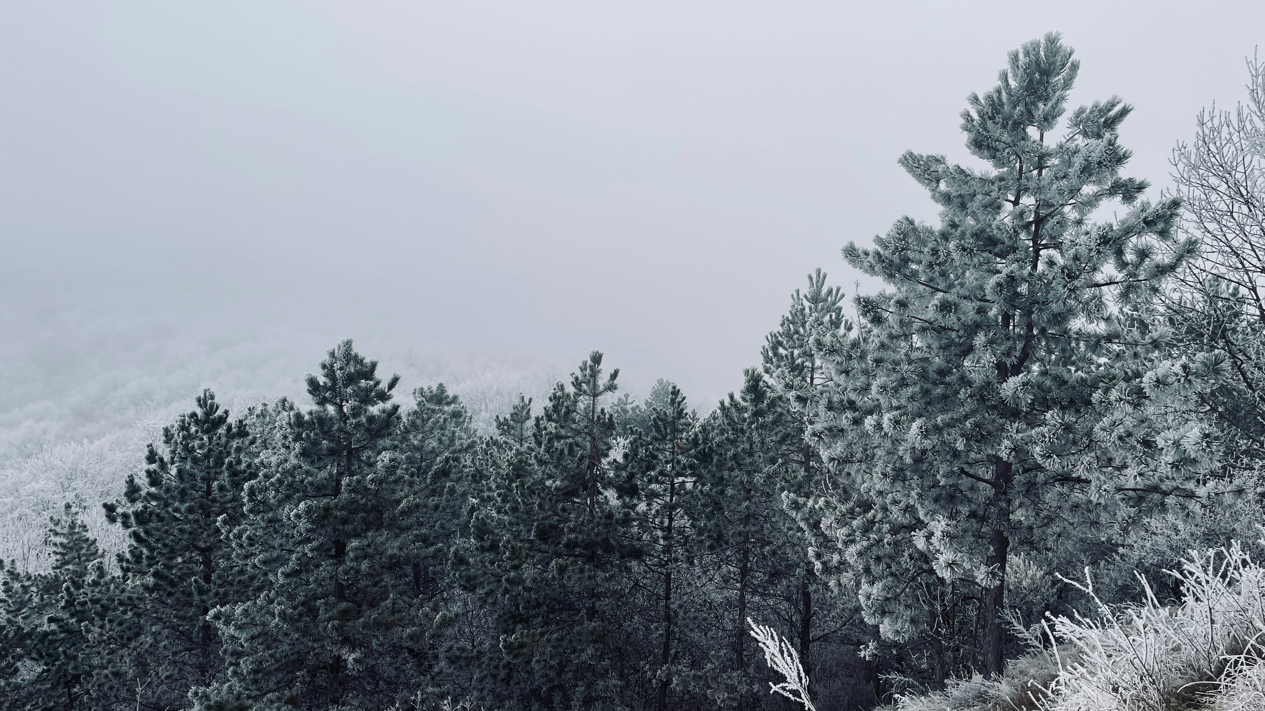 A group of trees that are covered in snow