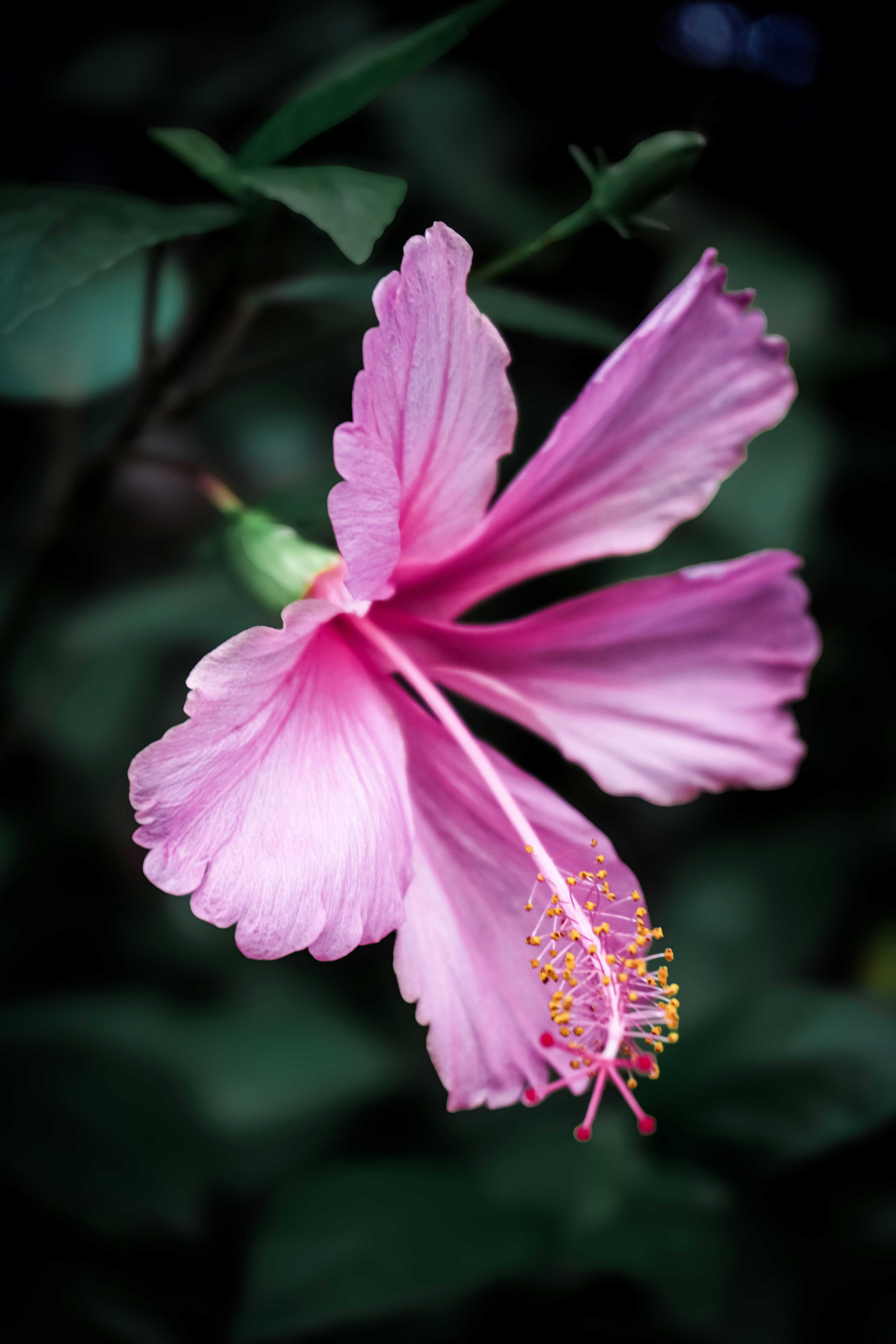 Photo by pparimita19