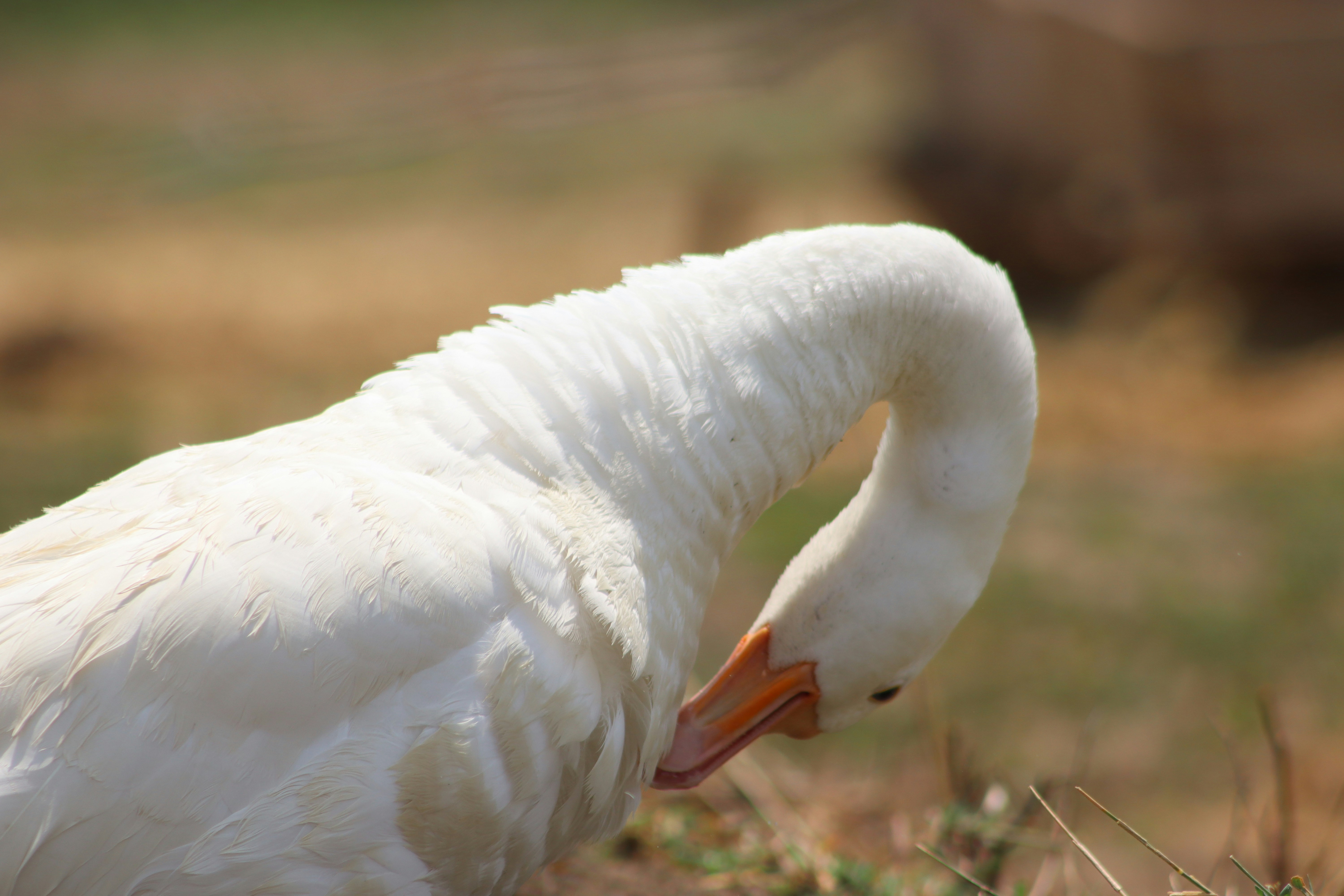 Photo by drphotographer152