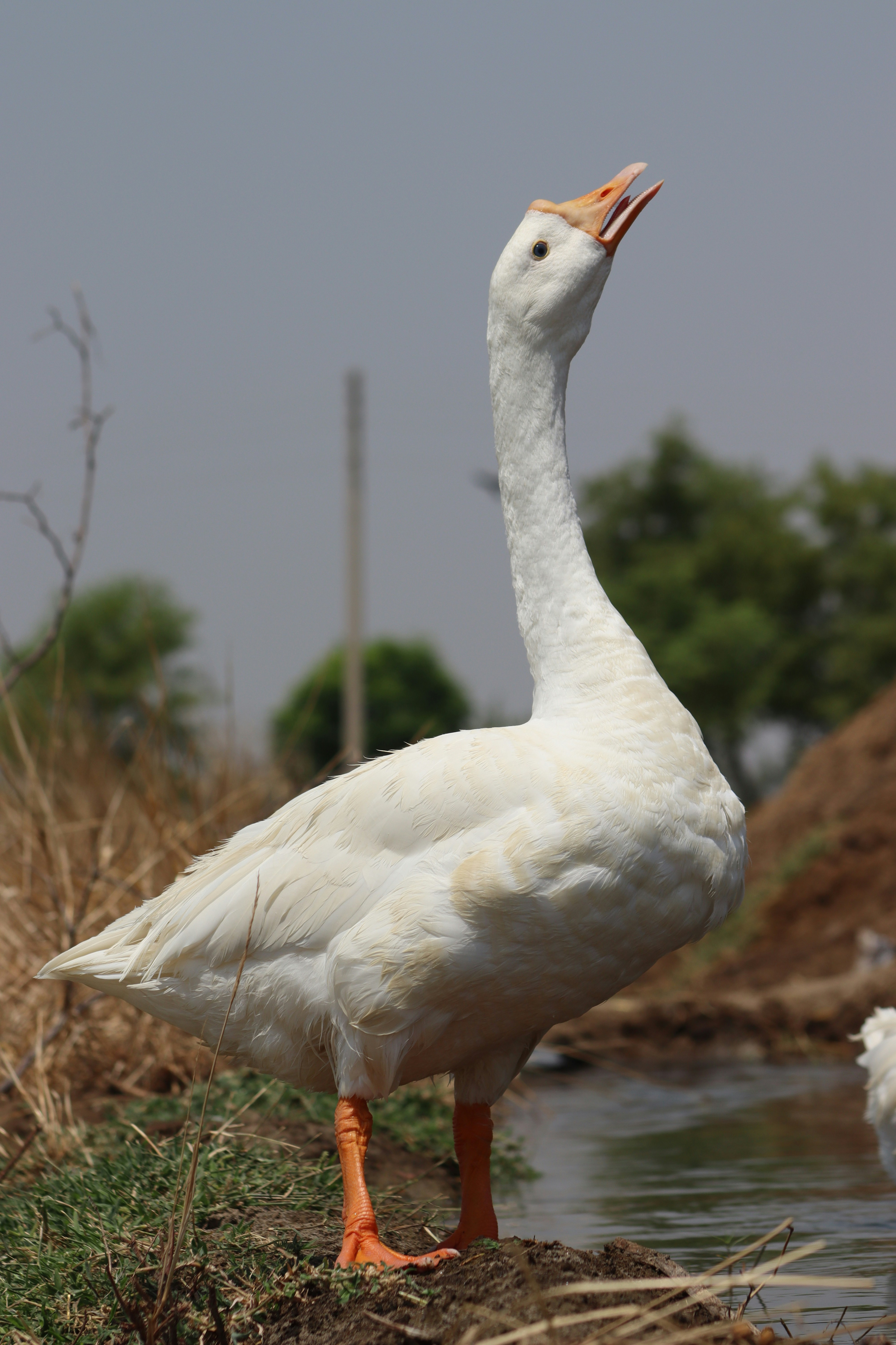 A white duck standing next to a body of water